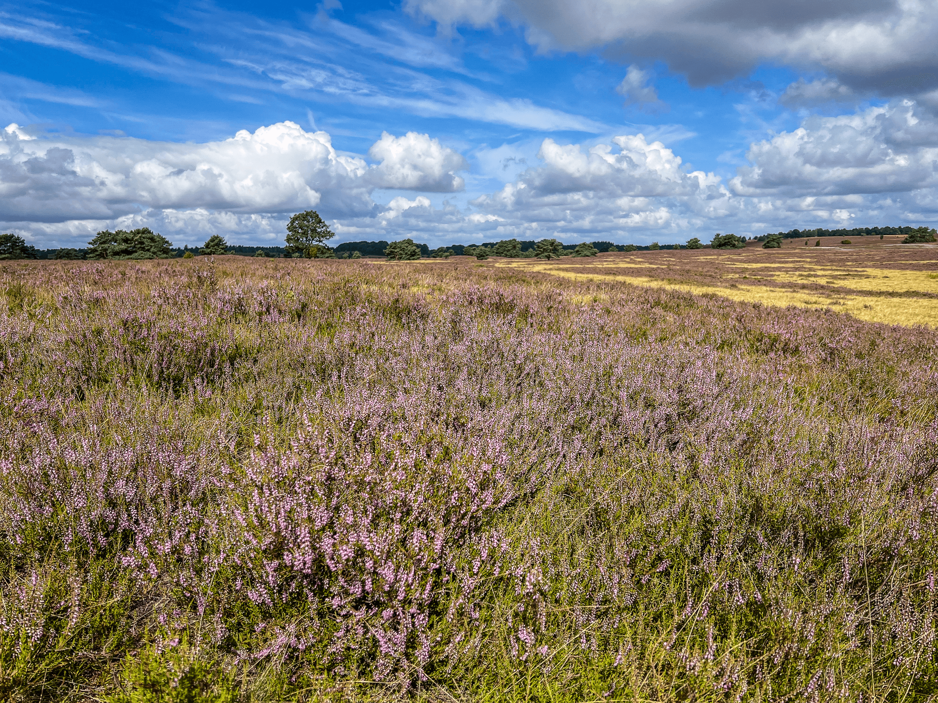 Im August und September blüht die Heide in der Niederhaverbecker heide