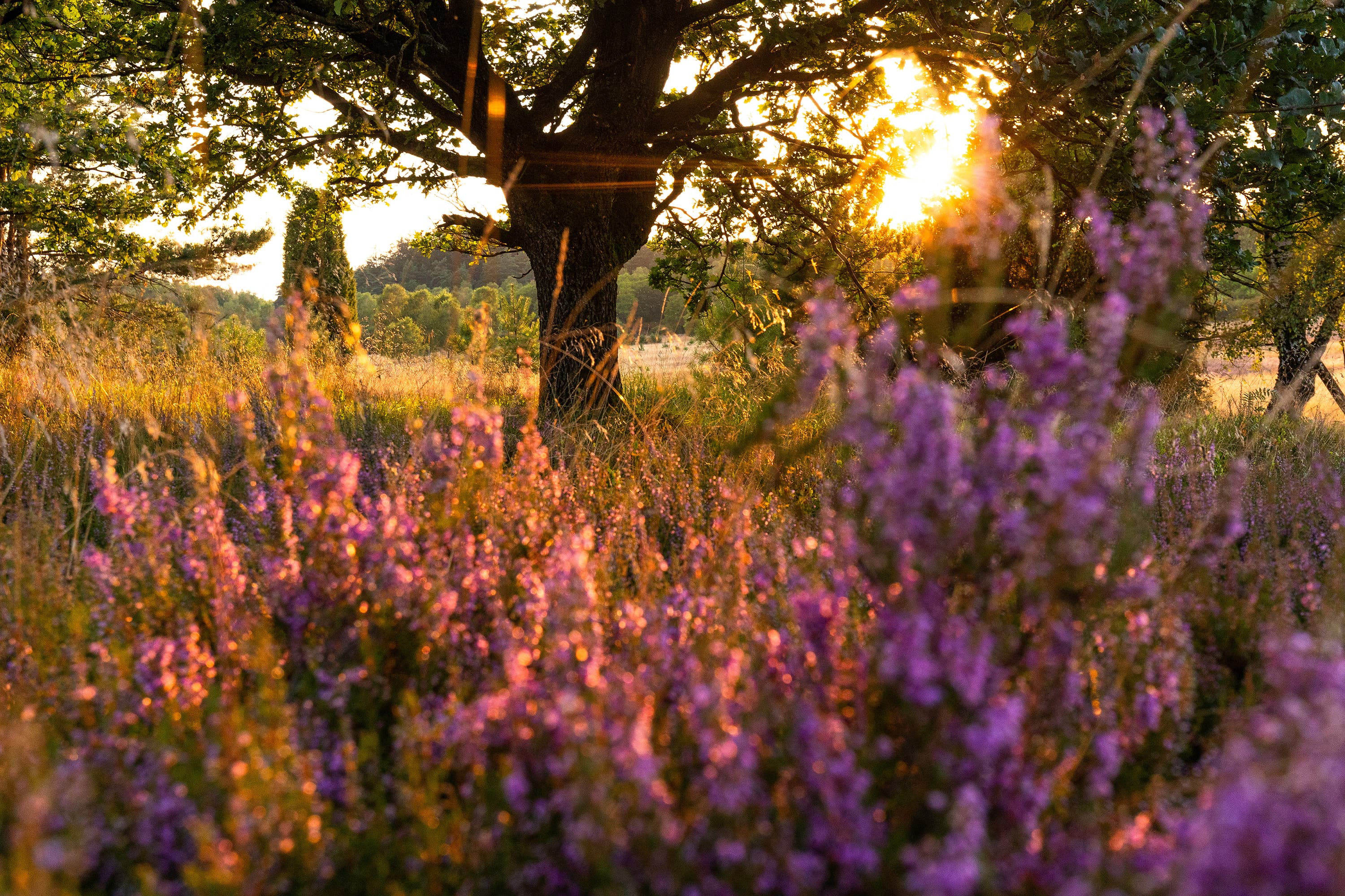 beste foto locations der lüneburger heide für landschaftsfotografie