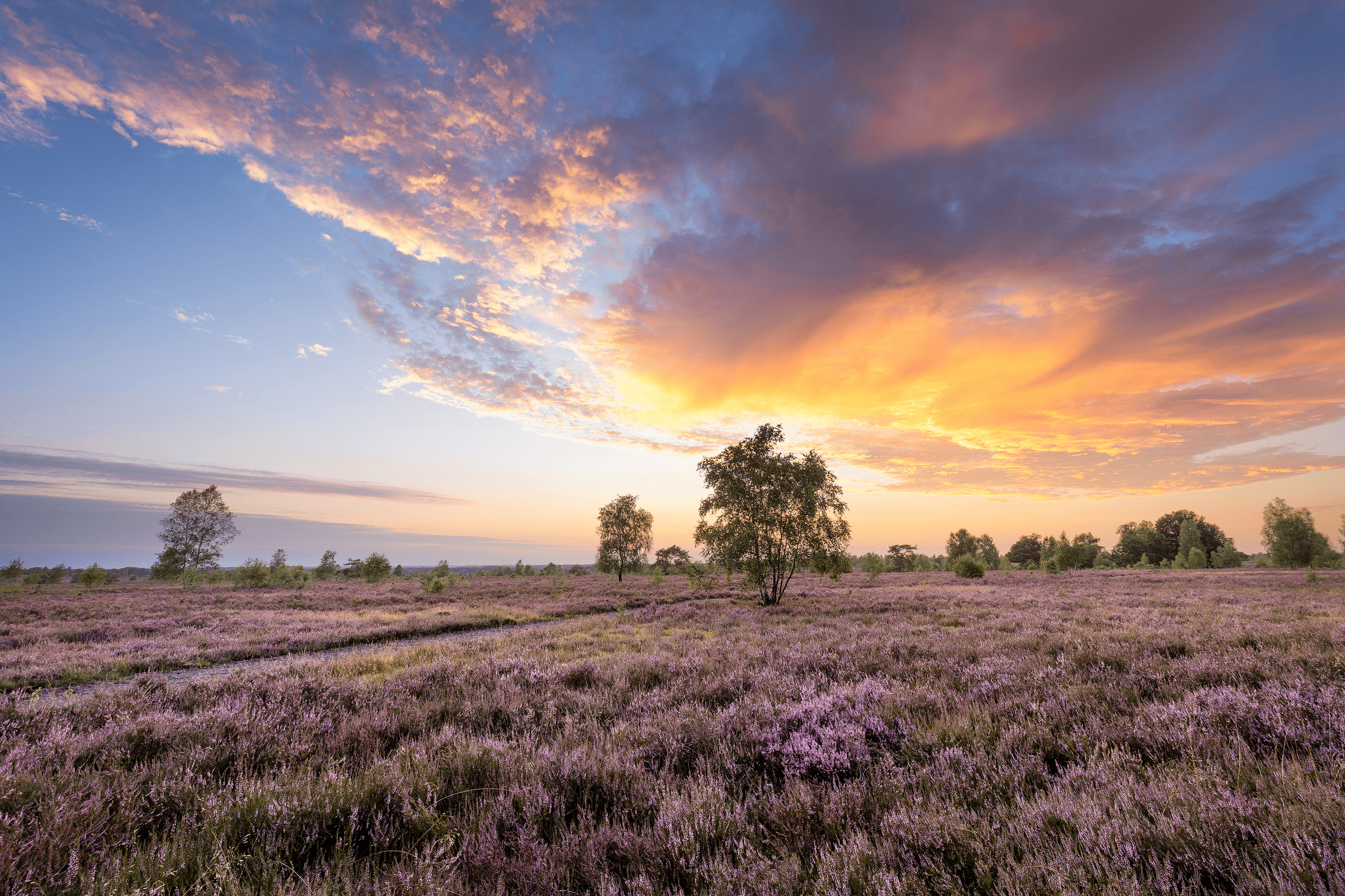 beste foto hot spots der lüneburger heide