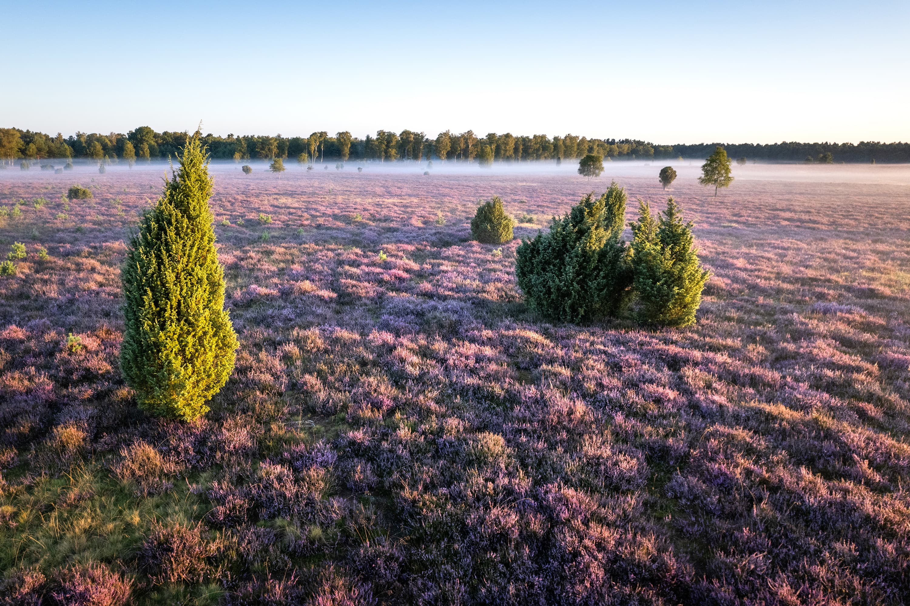 lila blühende heide mit wacholdern