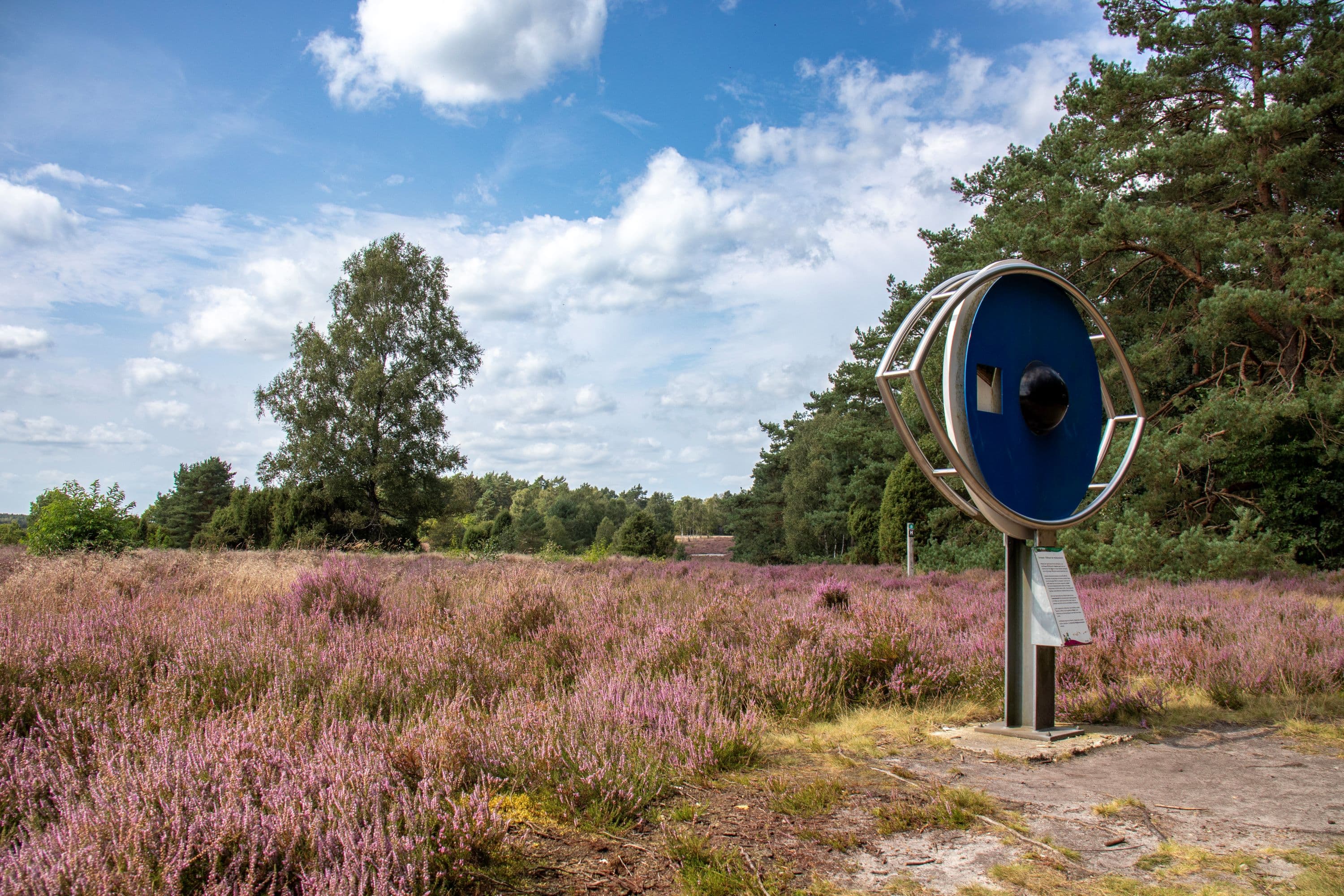 Heidefläche Schillohsberg bei Lutterloh in der Südheide