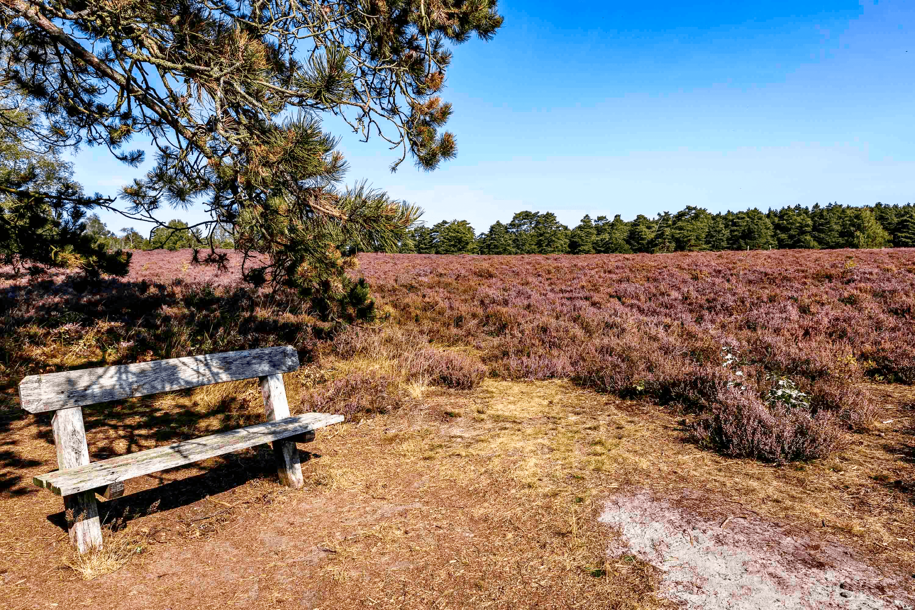 Bank zum Verweilen und Blick auf die Heide am Wietzer Berg