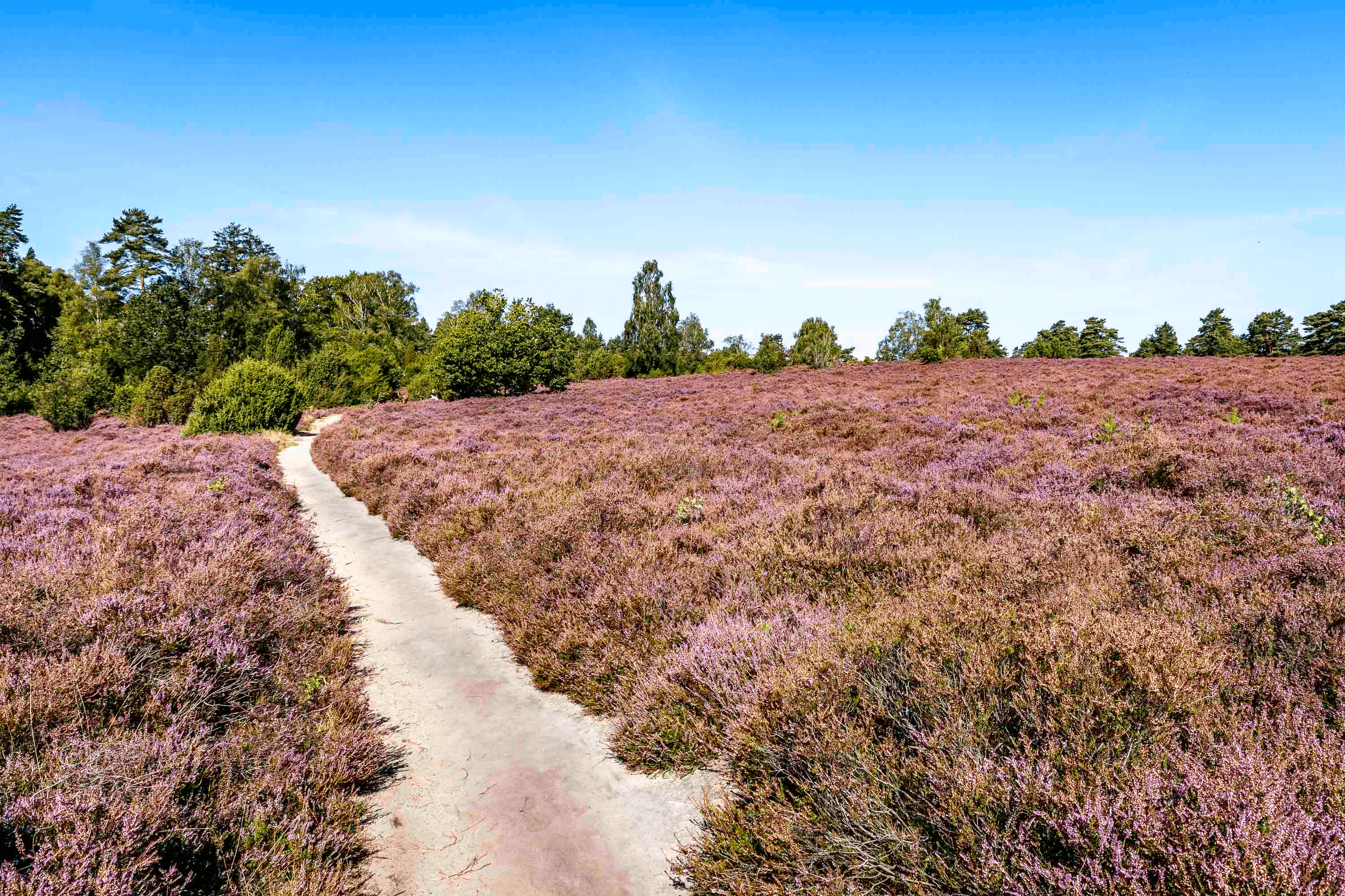 Sandwege führen auf den Wietzer Berg