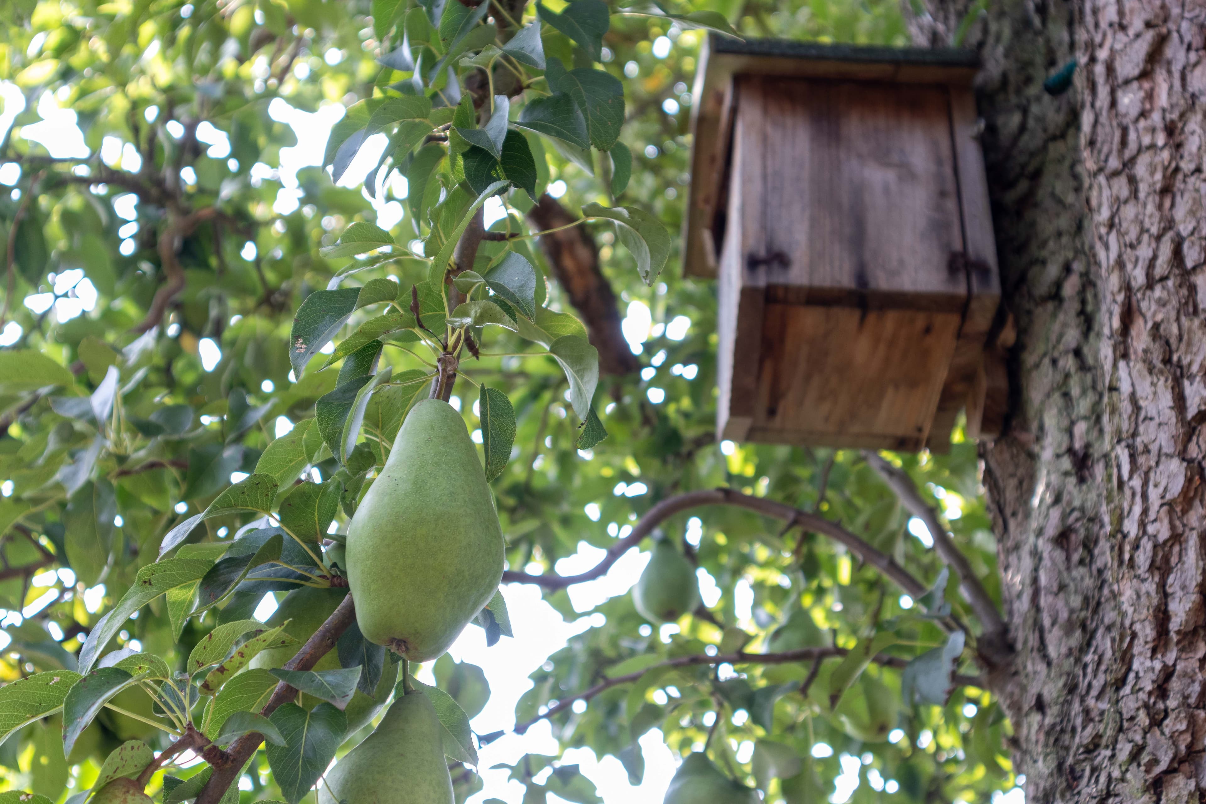 Birnenbaum im Garten der Ferienwohnung Stellah in der Lüneburger Heide
