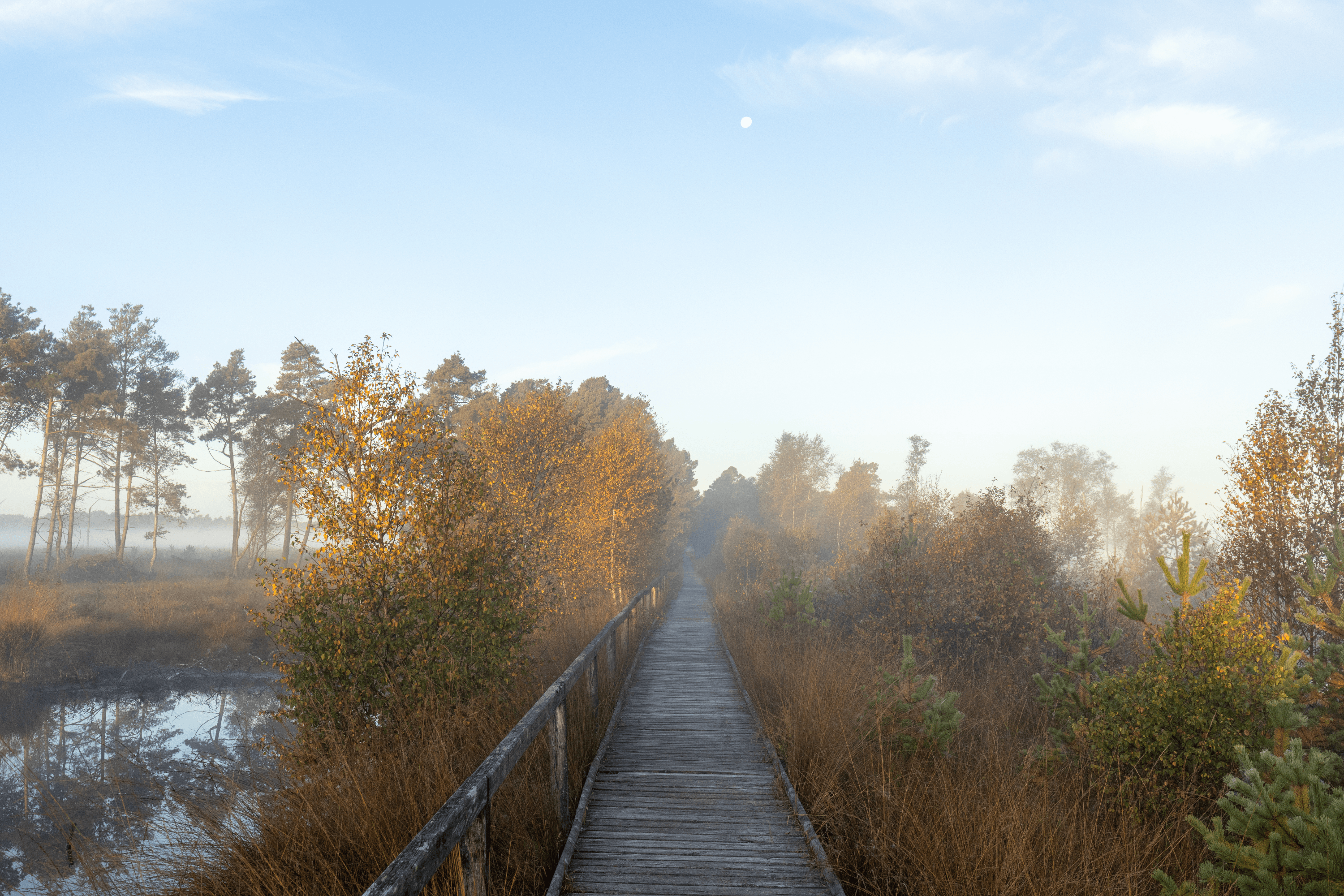 umgeben von herbstlicher stimmung wandert man auf dem bohlenstieg durch das pietzmoor