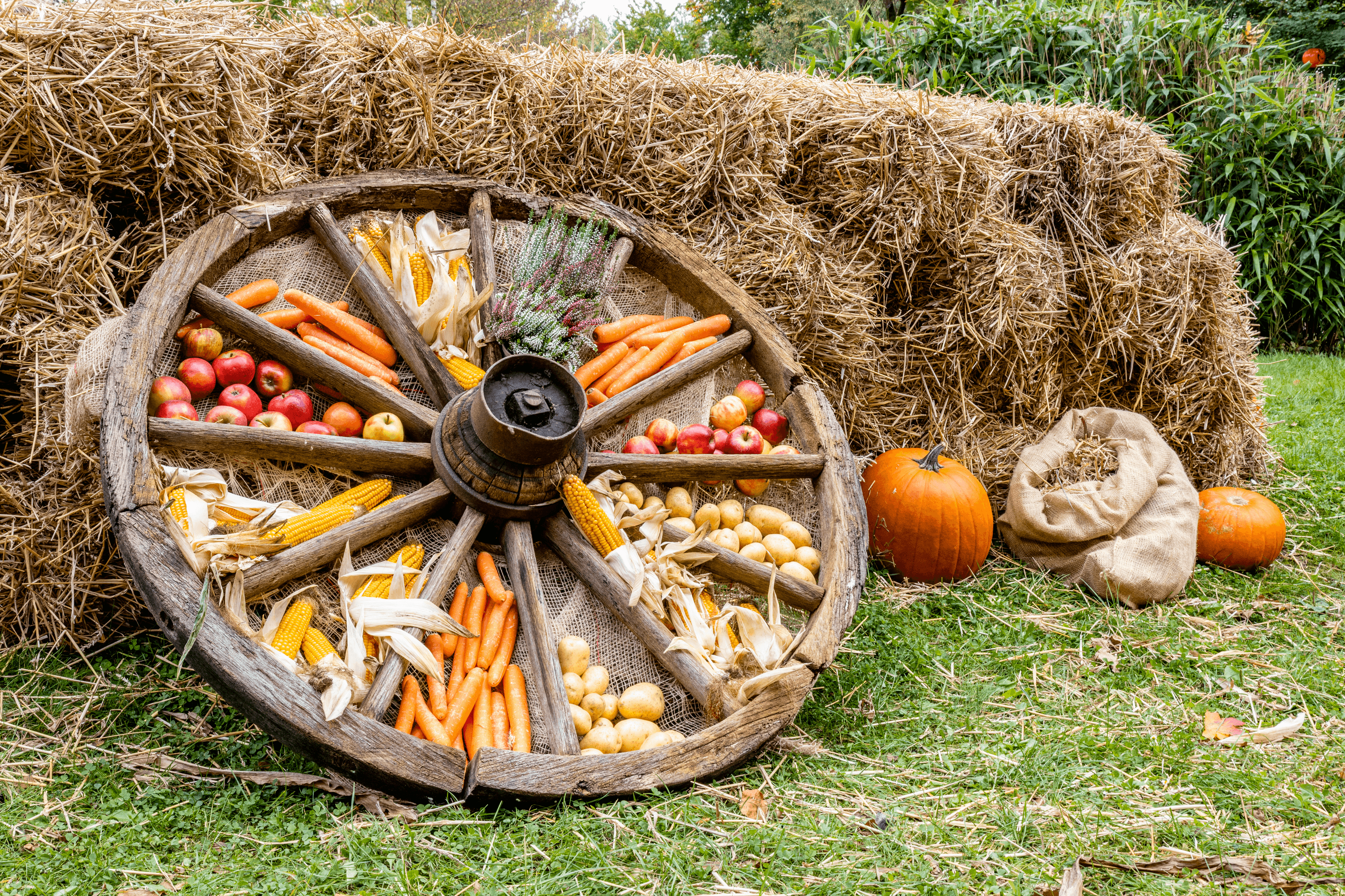Bunter Herbst in der Lüneburger Heide