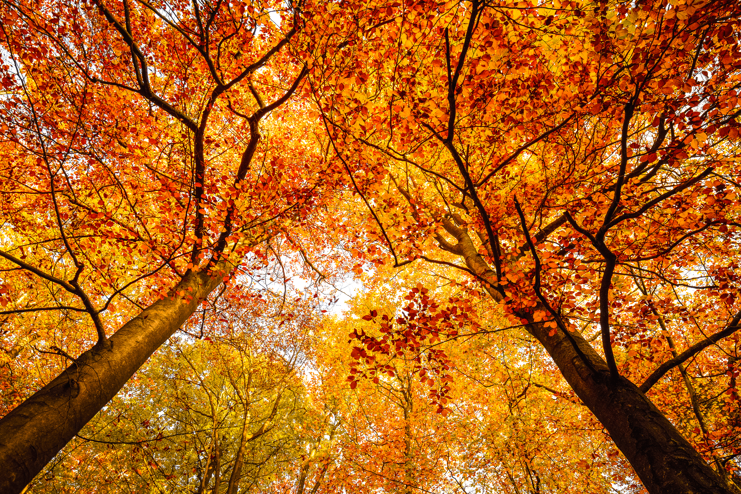 Der herbst ist eine bunte Jahreszeit im lüsswald in der lüneburger heide