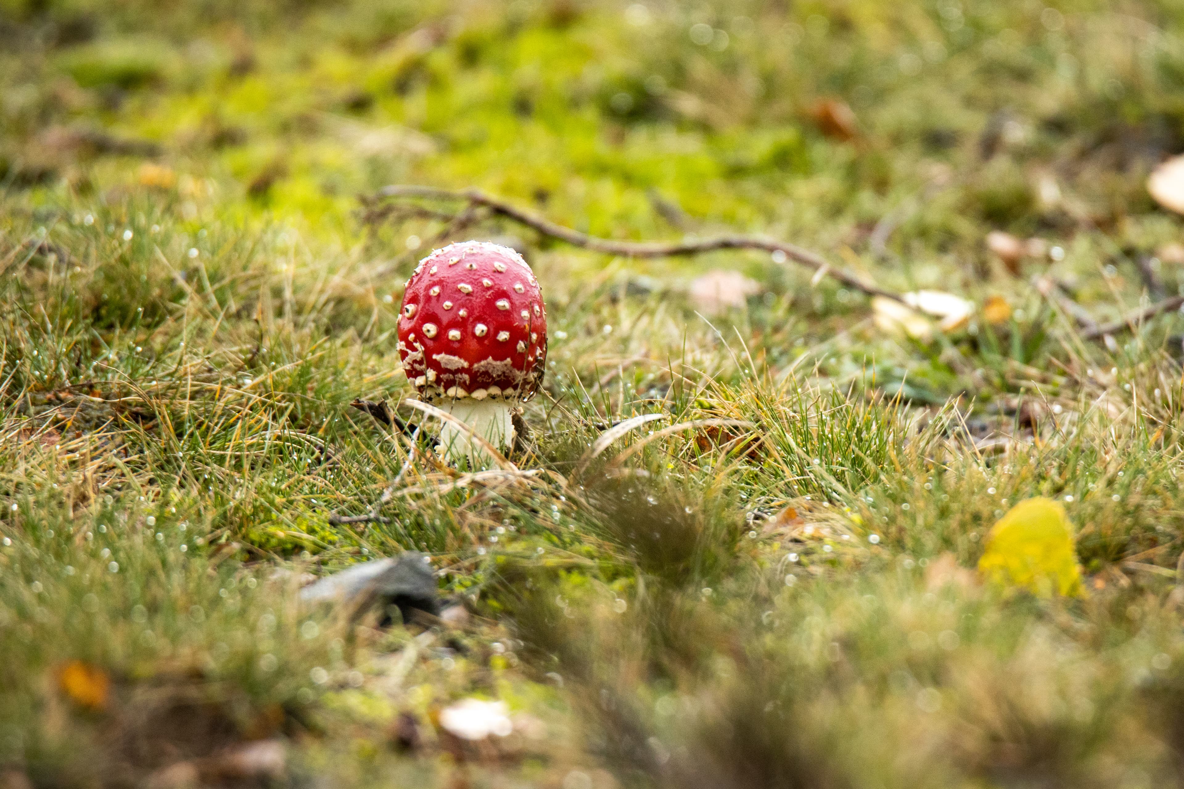 Fliegenpilz im Tiefental Hermannsburg Lüneburger Heide Herbst
