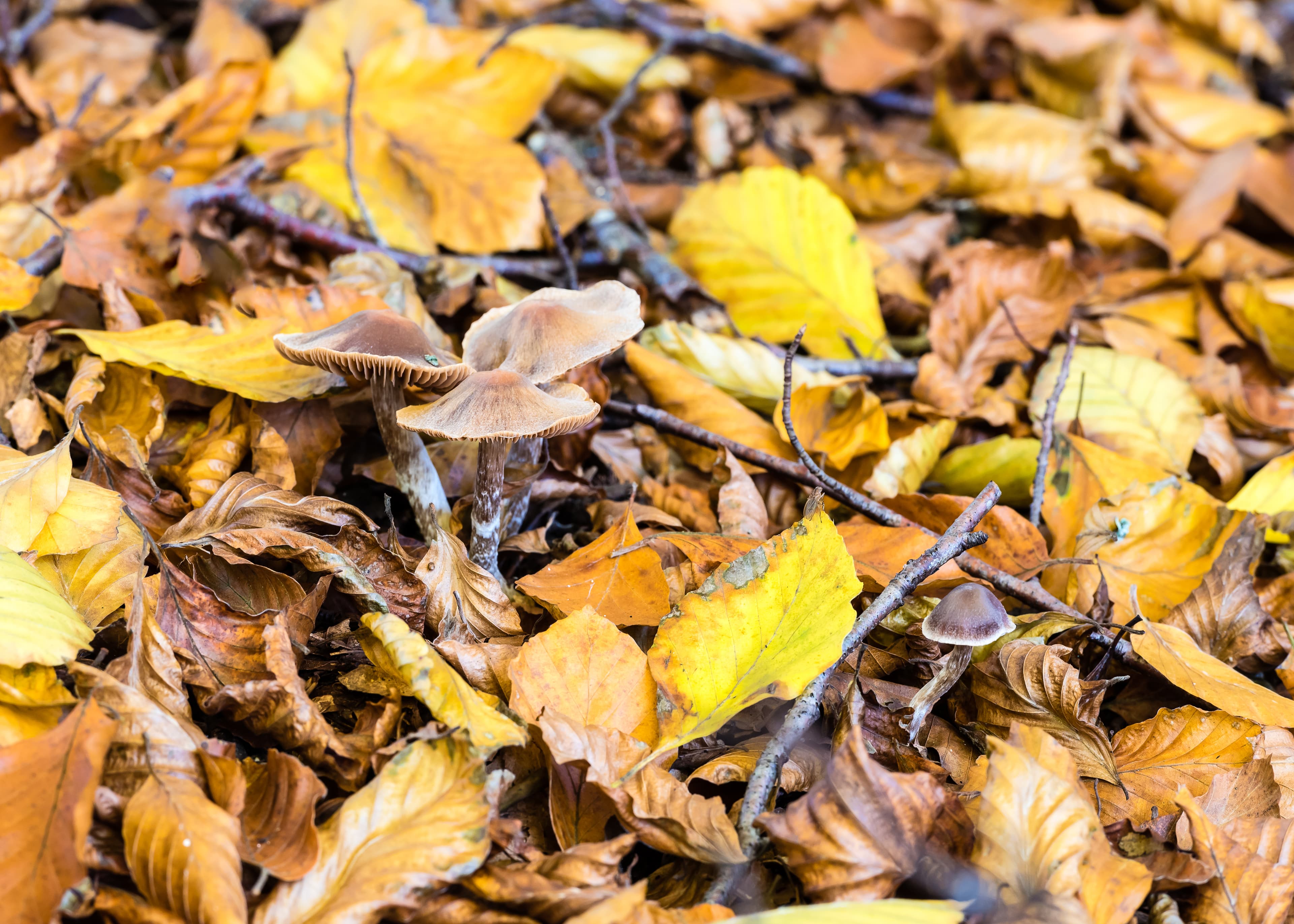 Pilze im Herbstlaub in der südlichen Lüneburger Heide