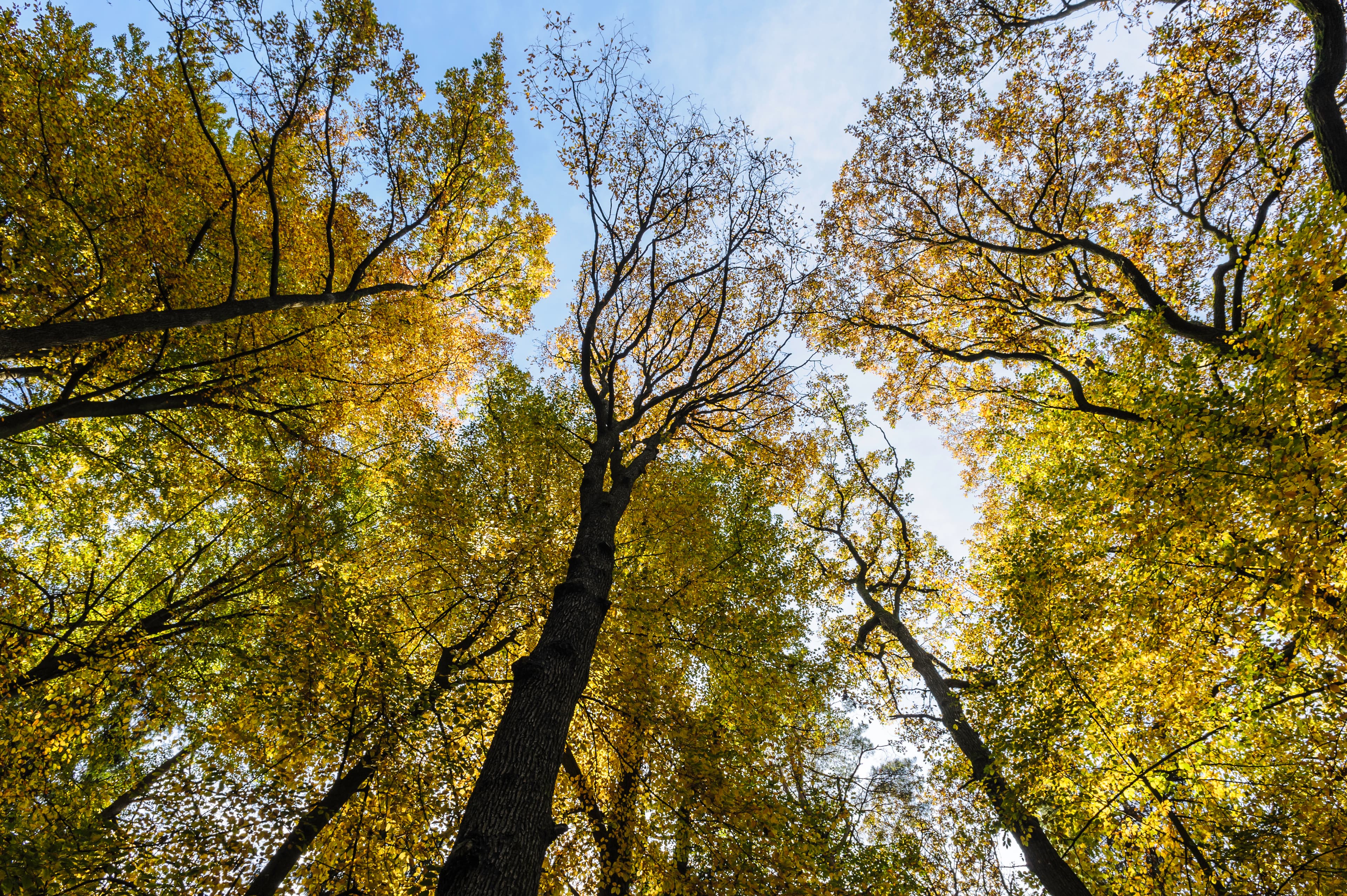 Herbstliches Blätterdach in der Lüneburger Heide im Lüsswald Unterlüss