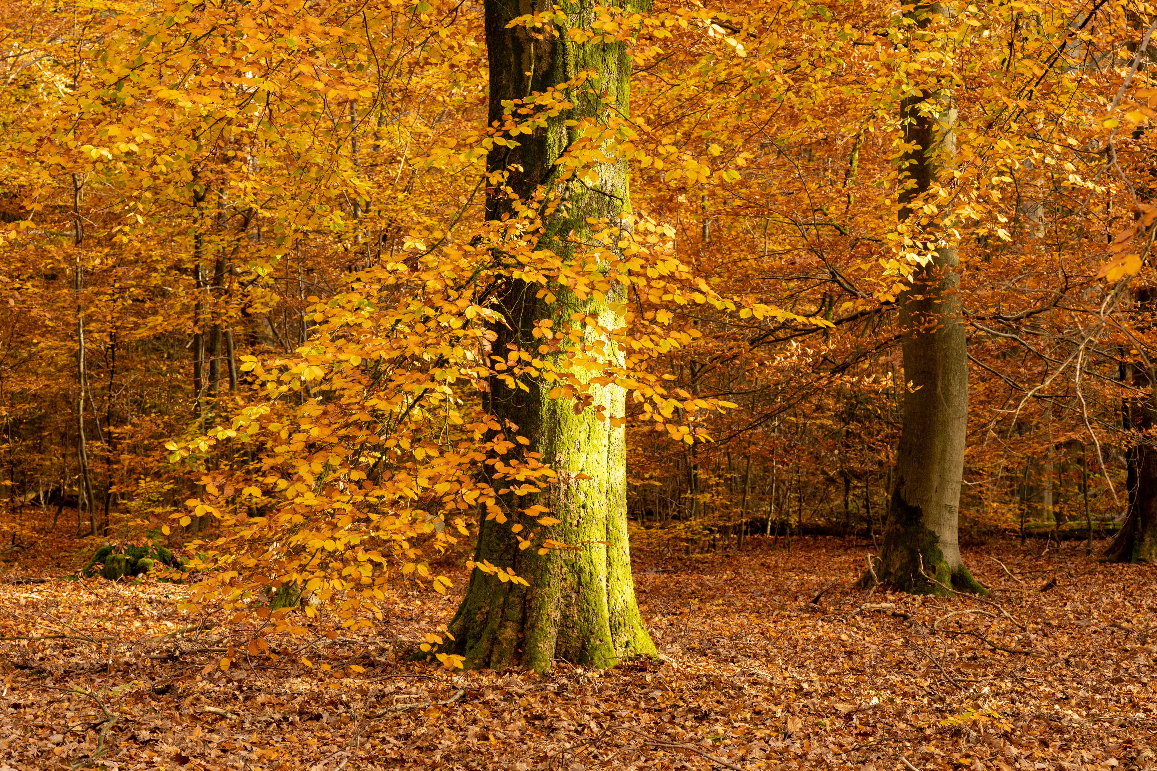 Lüsswald in Unterlüss im Herbst