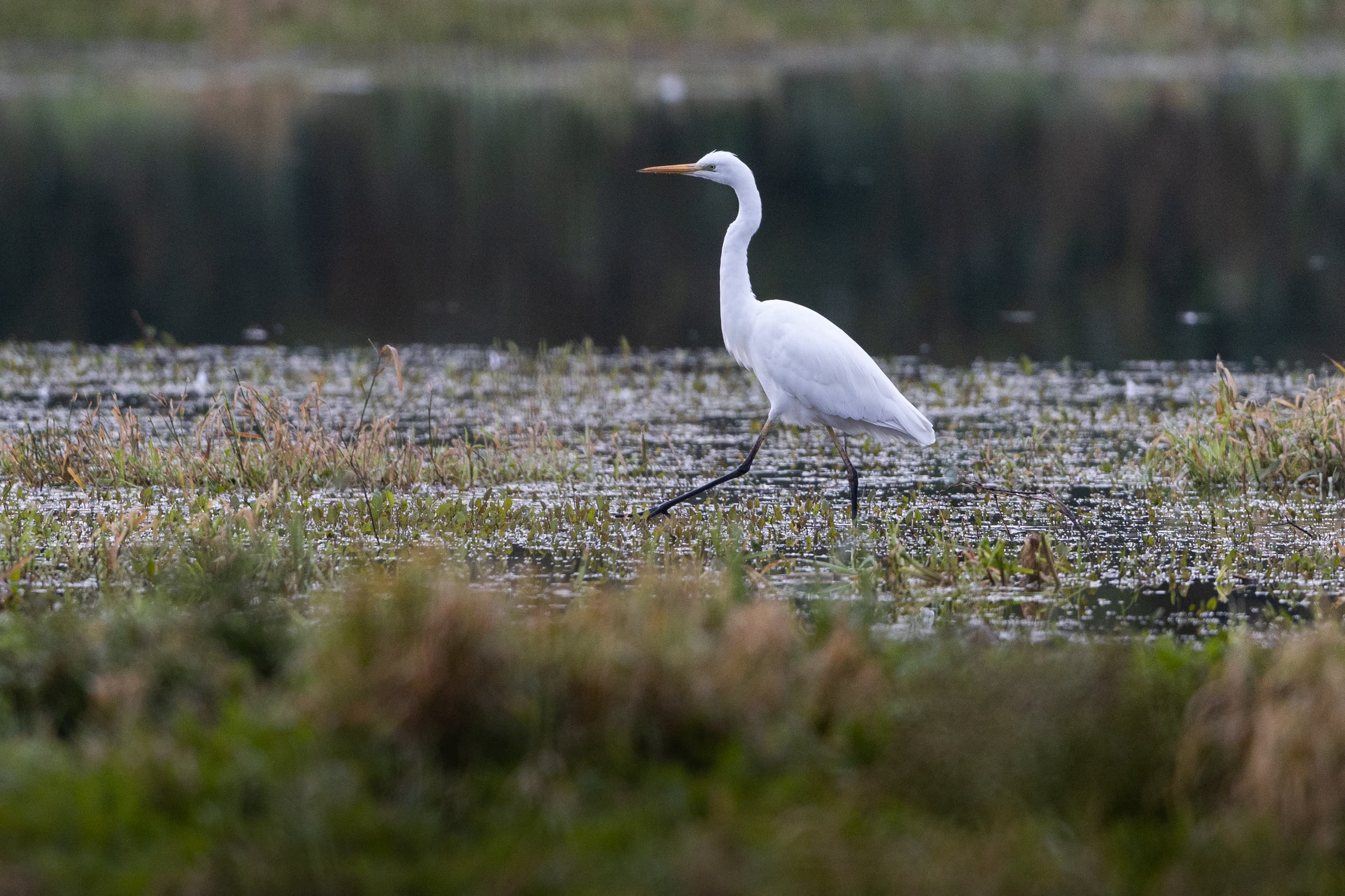 Reiher an den Aschauteichen in Eschede im Herbst in der Lüneburger Heide