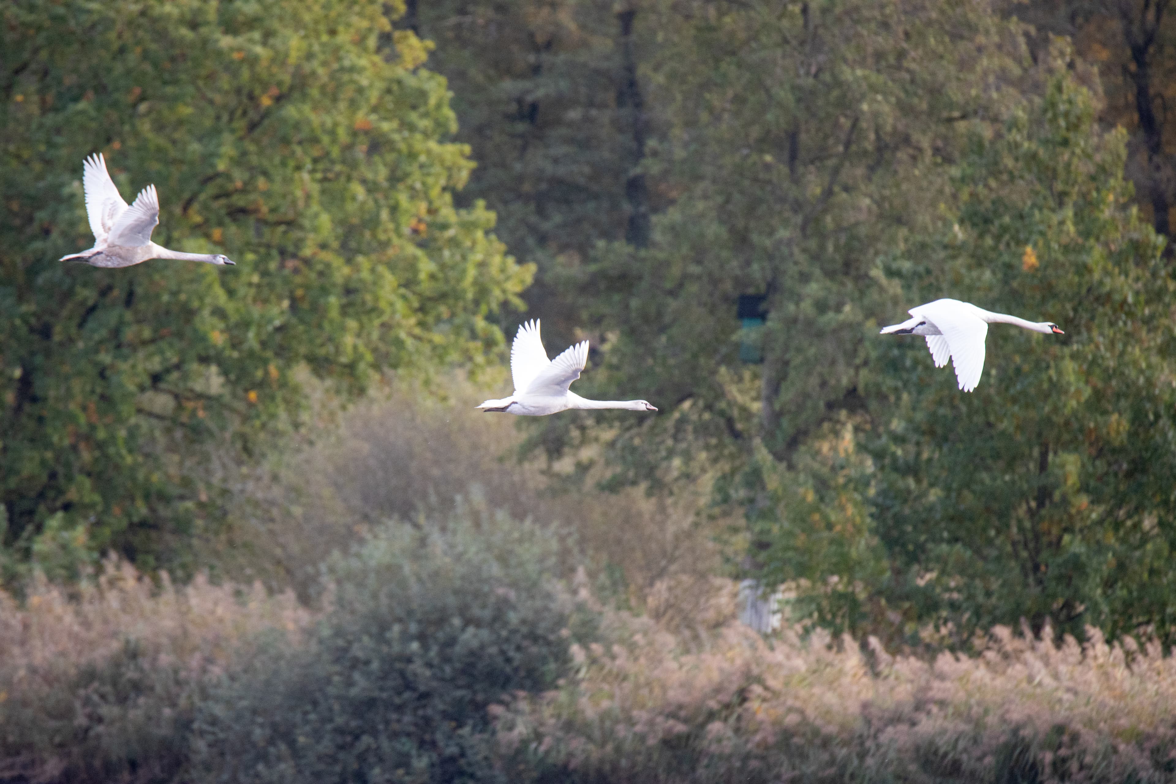 Vogelzug an den Meissendorfer Teichen im Herbst in der Lüneburger Heide