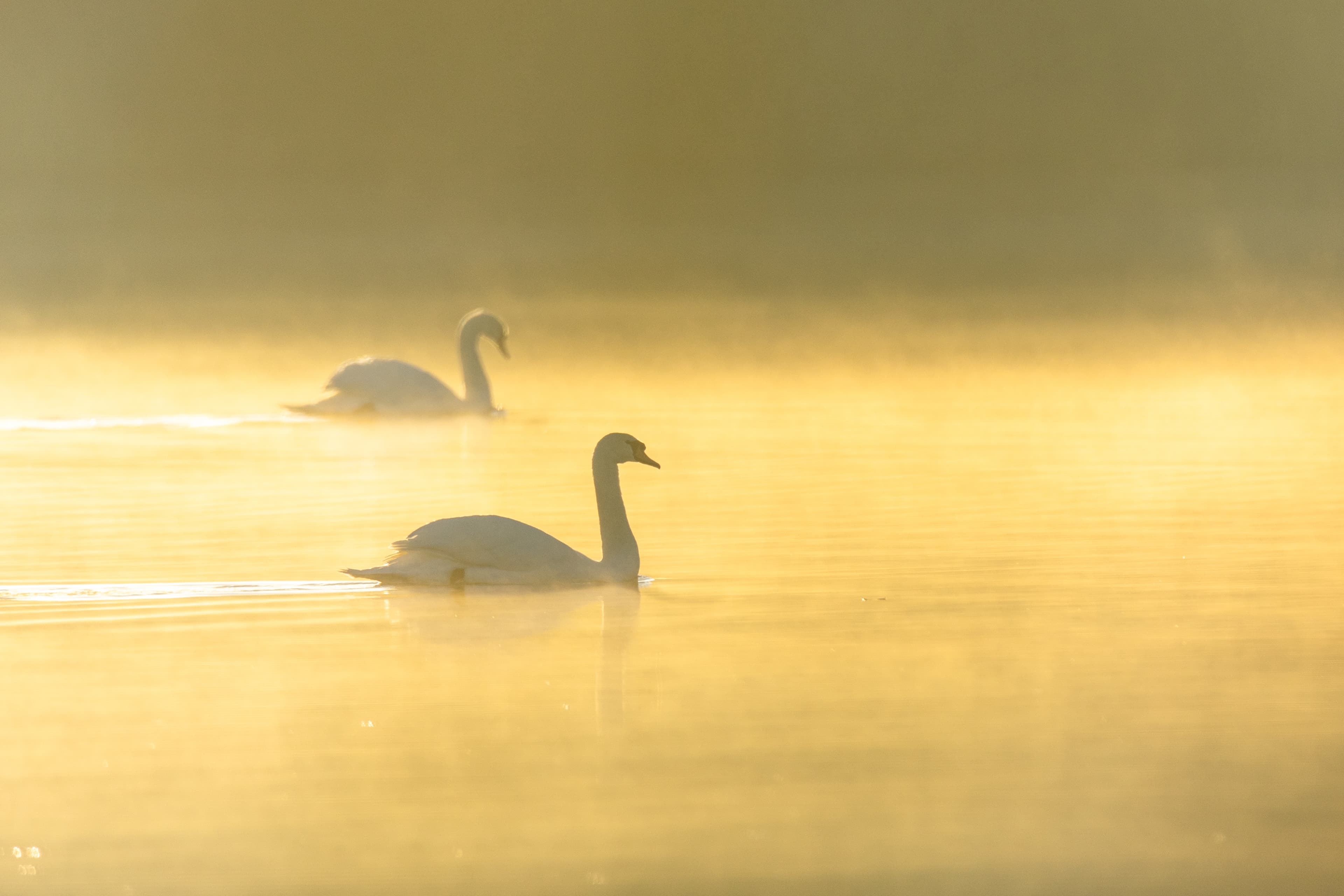 Sonnenaufgang an den Meissendorfer Teichen im Herbst in der Lüneburger Heide