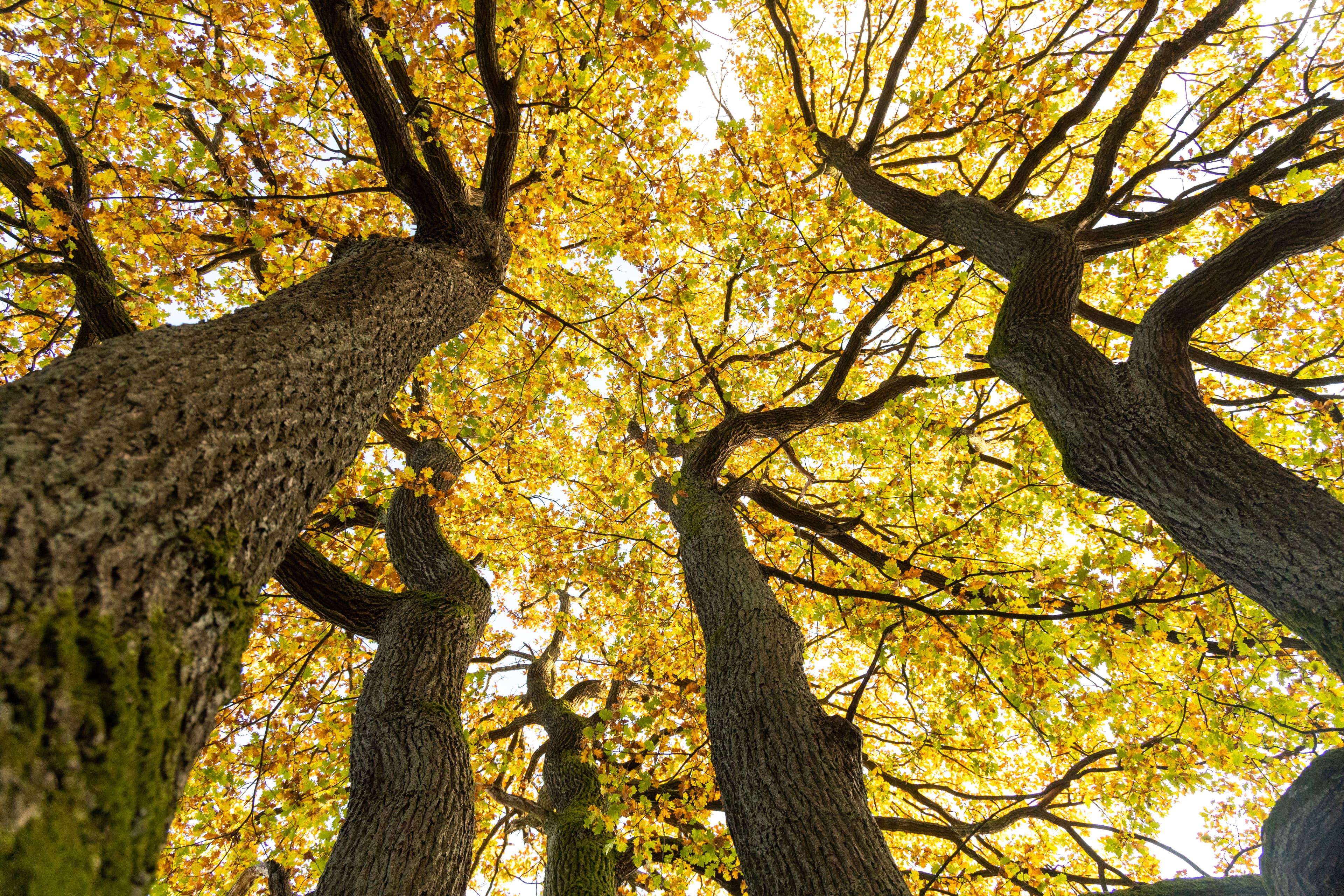 Stuehbusch Bispingen im Herbst Waldbaden in der Lüneburger Heide