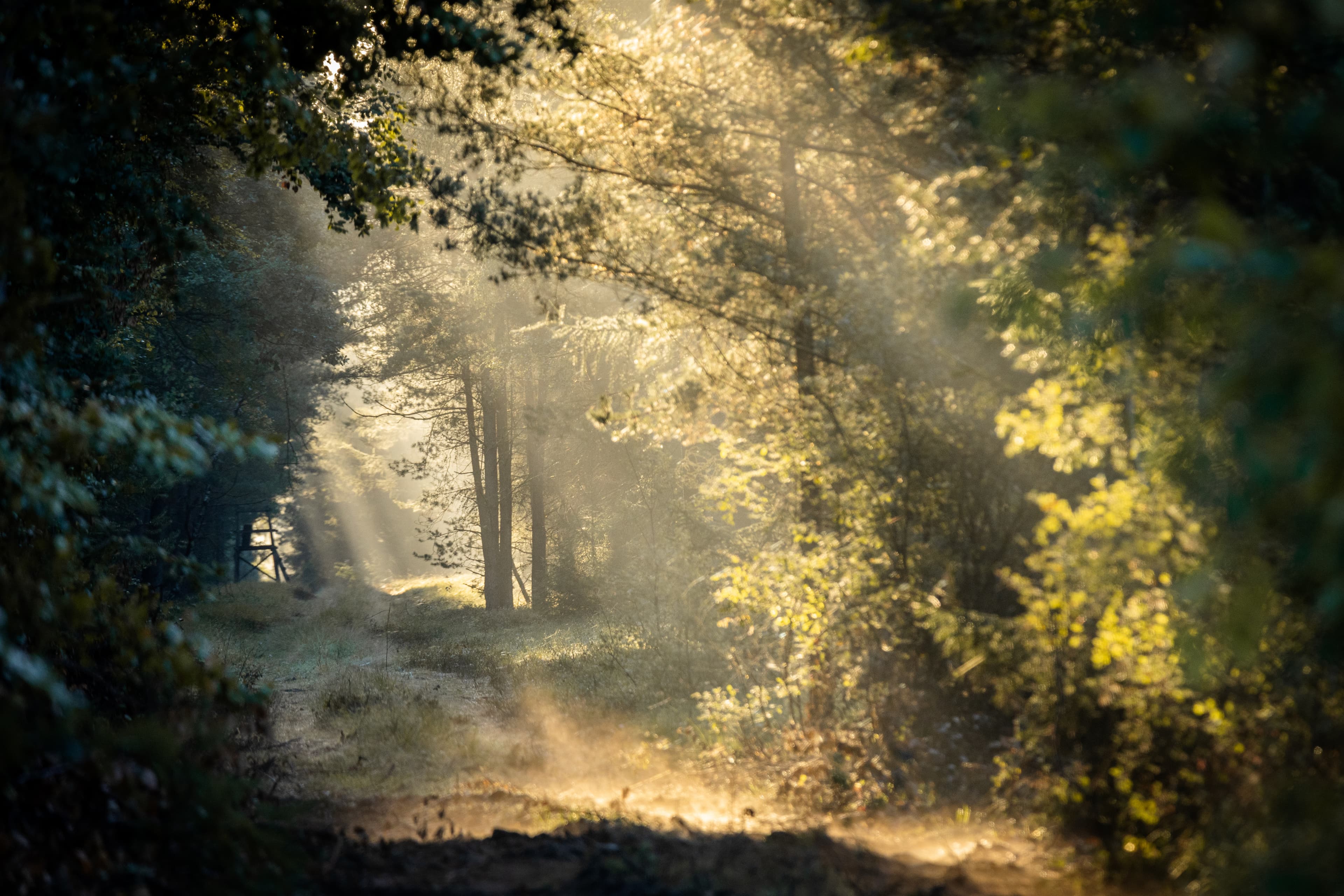 Starkshorn in Eschede Waldbaden Herbst Lüneburger Heide