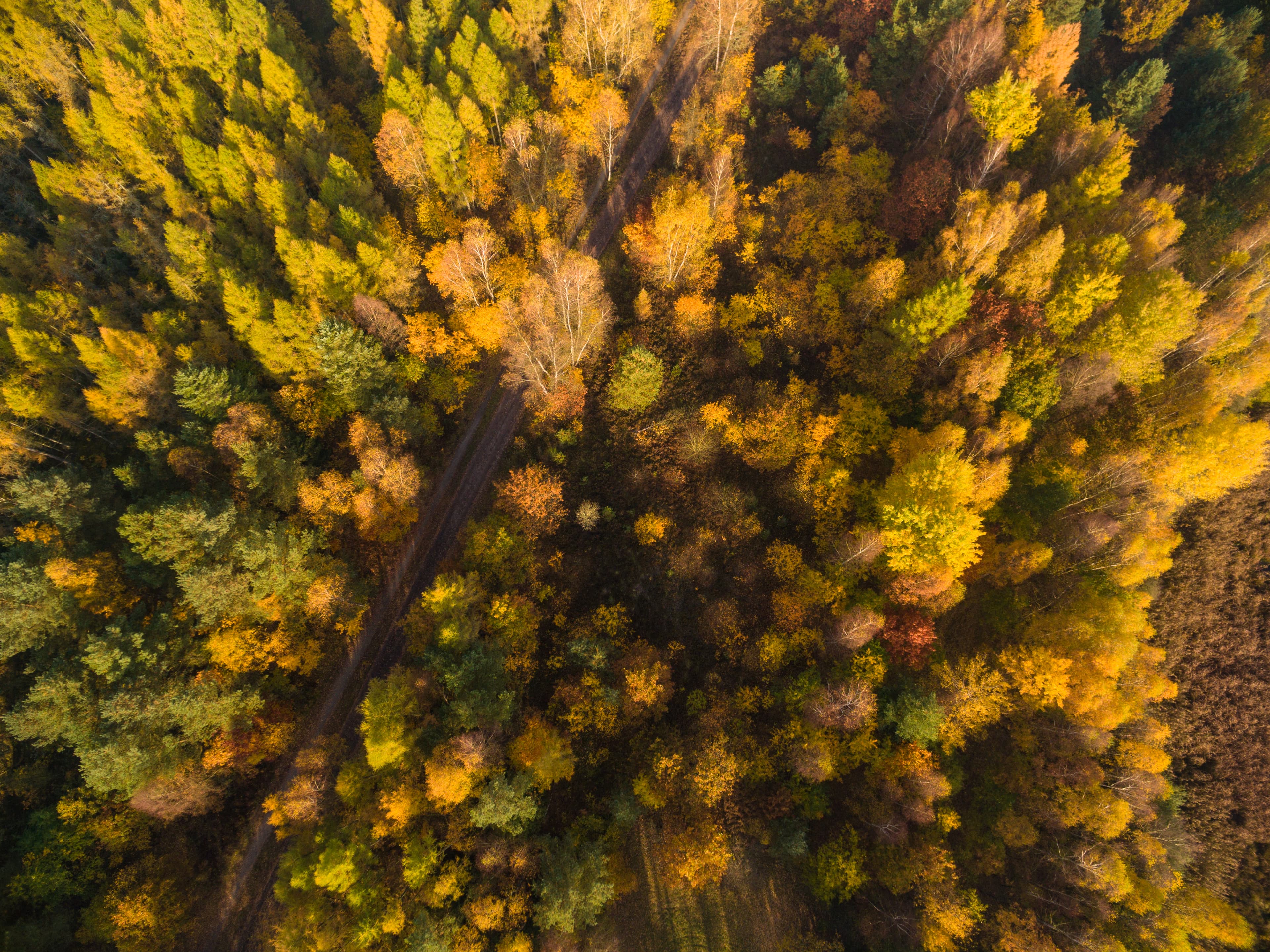 Herbstliche Baumkronen an den Wildecker Teichen in Eschede
