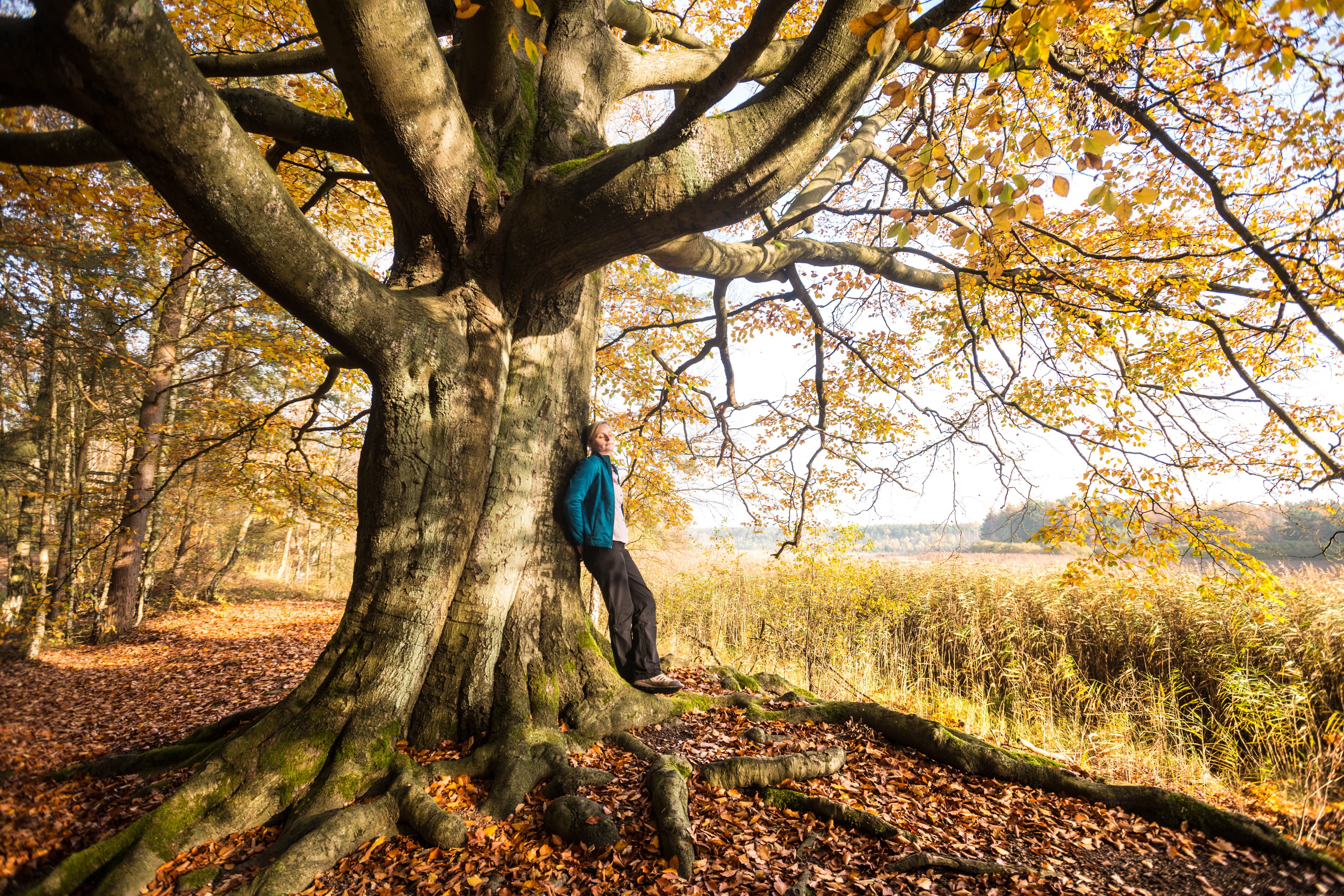 Waldbaden an den Wildecker Teichen in Eschede