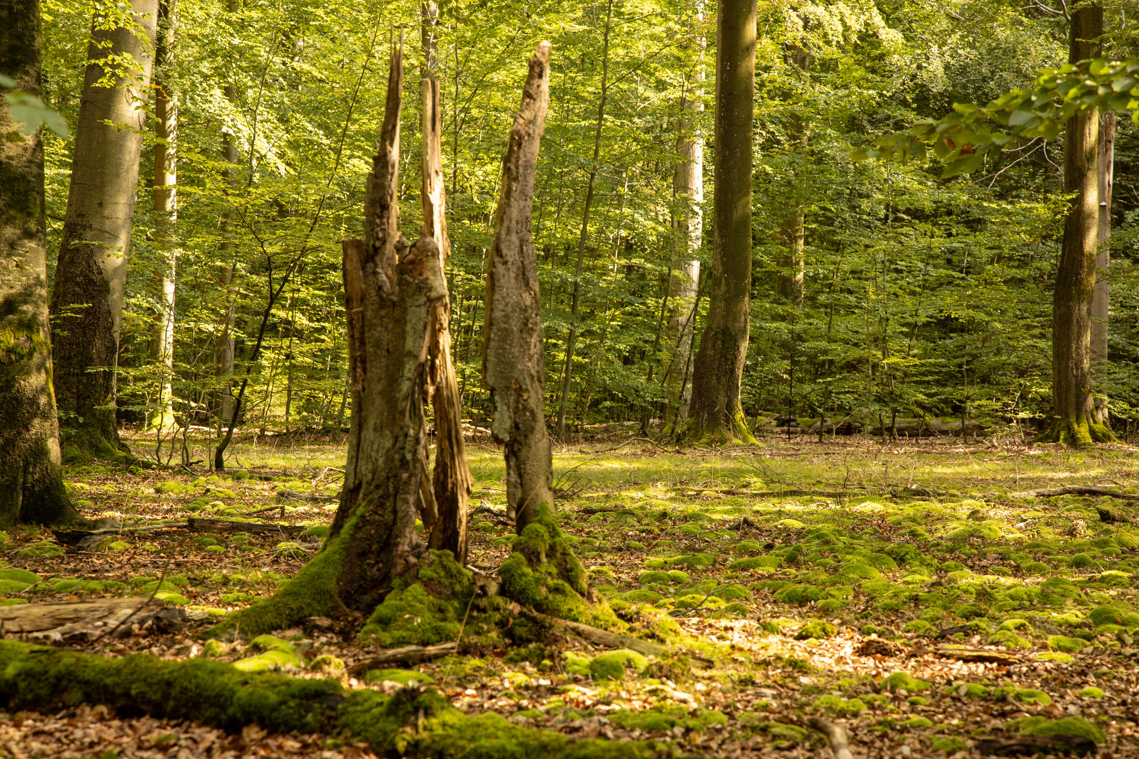 Waldbaden im Lüsswald in Unterlüß im Herbst