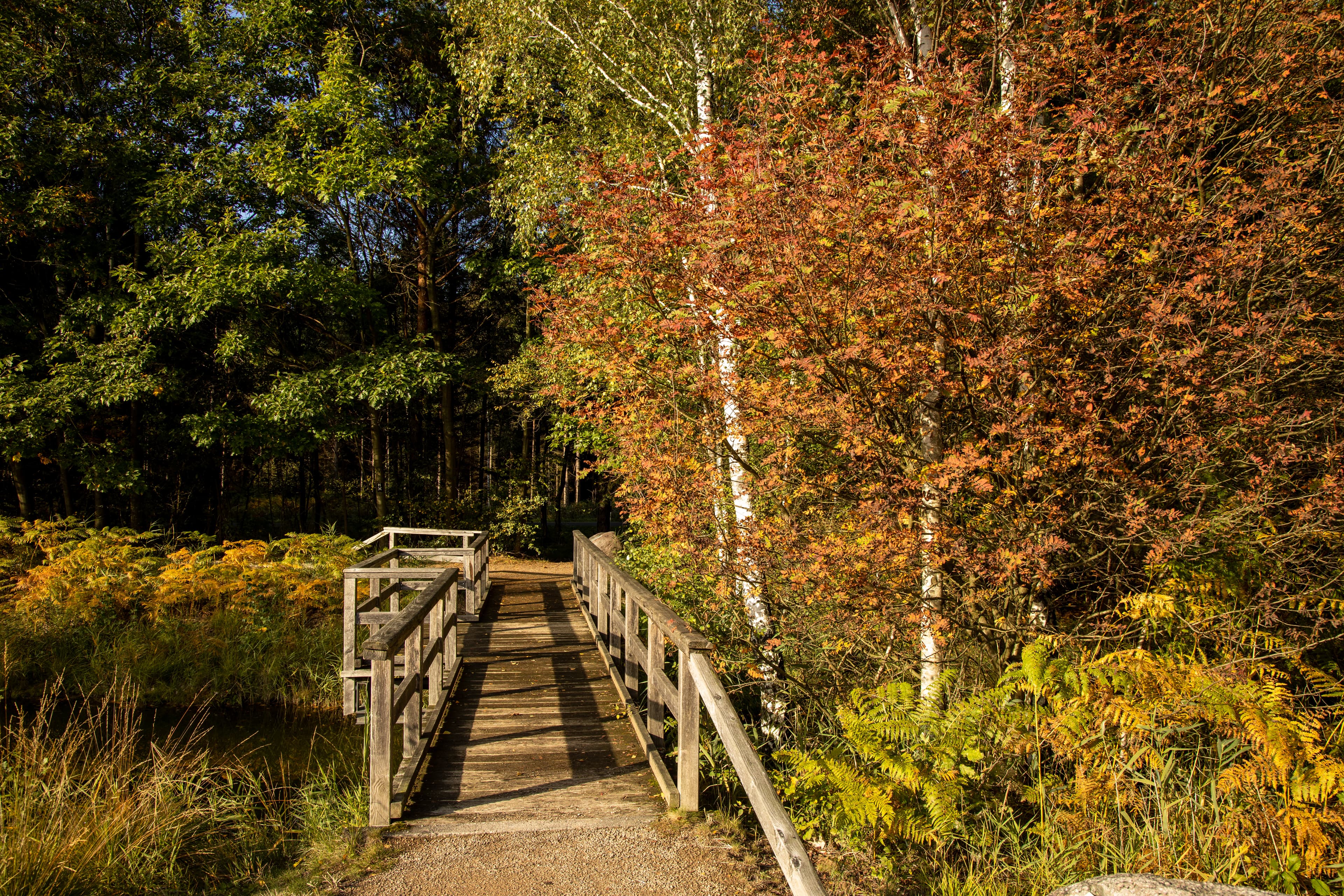 Herbst am Angelbecksteich Hermannsburg Heidschnuckenweg Lüneburger Heide