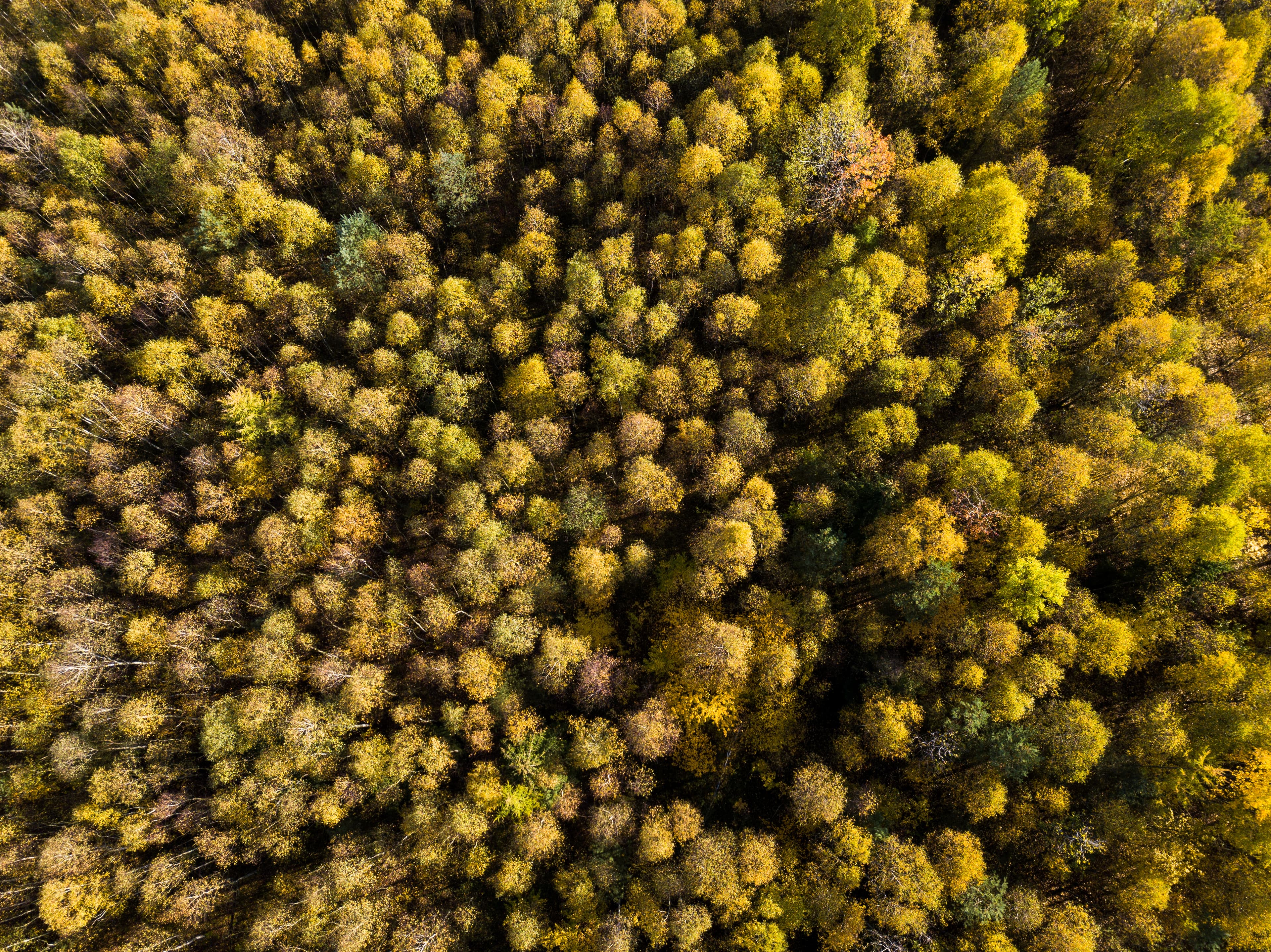 Drohnenaufnahme des herbstlichen Tiefentals in Hermannsburg am Heidschnuckenweg