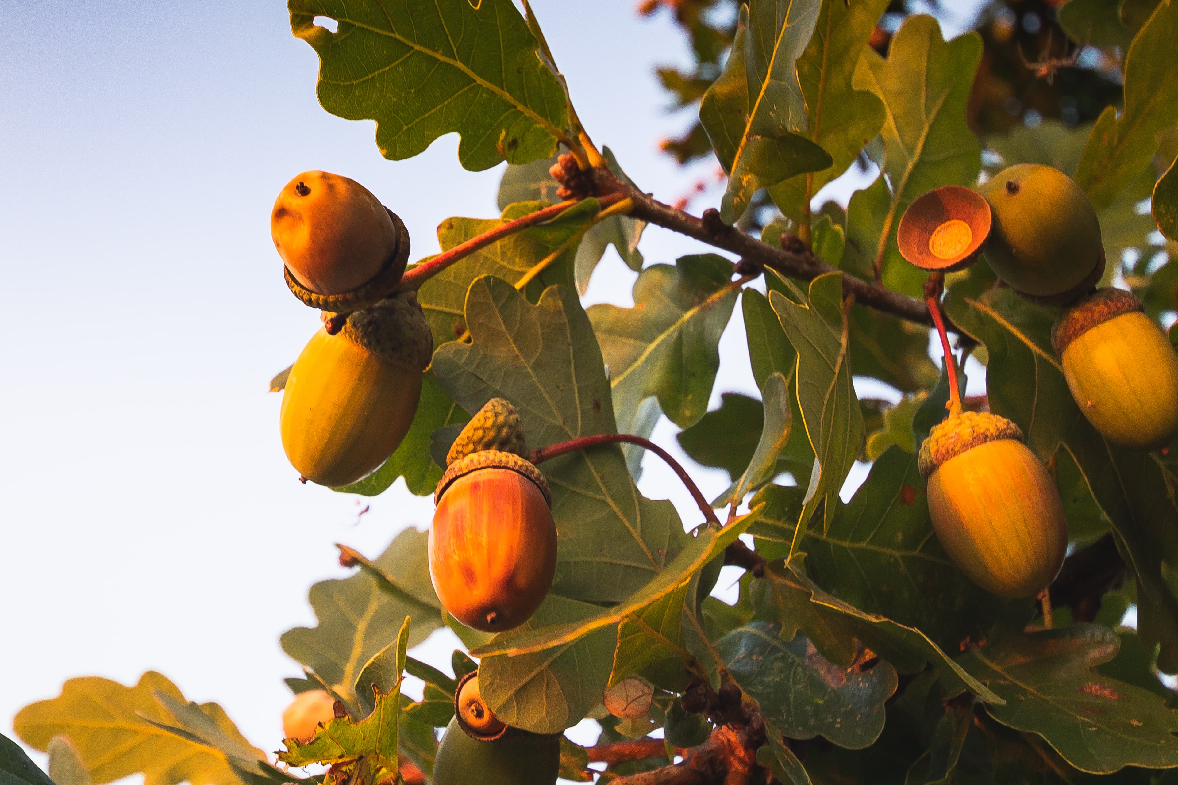Herbst an den Meissendorfer Teichen in der Lüneburger Heide