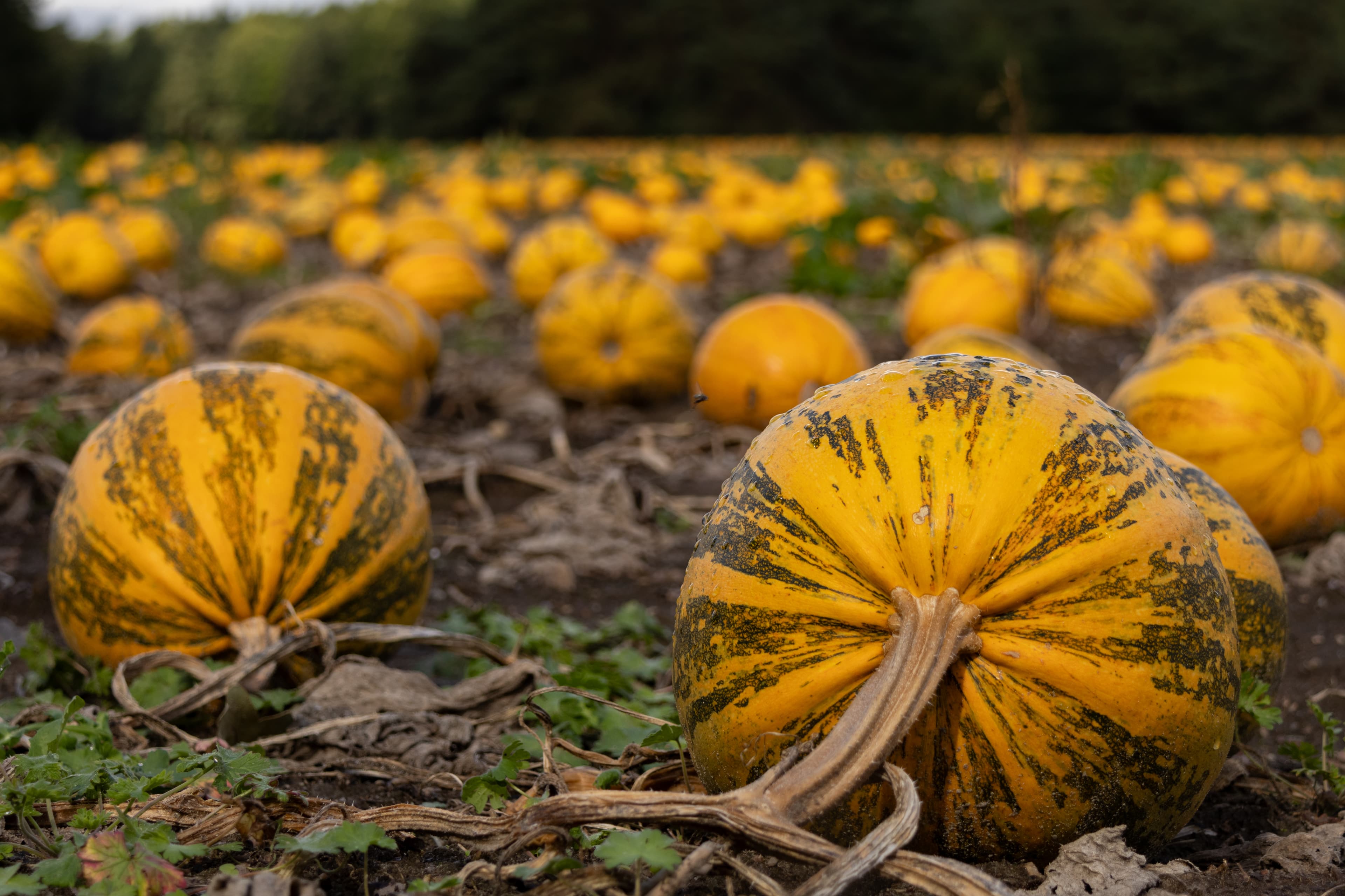 Kürbisfeld in Oldendorf in der Lüneburger Heide