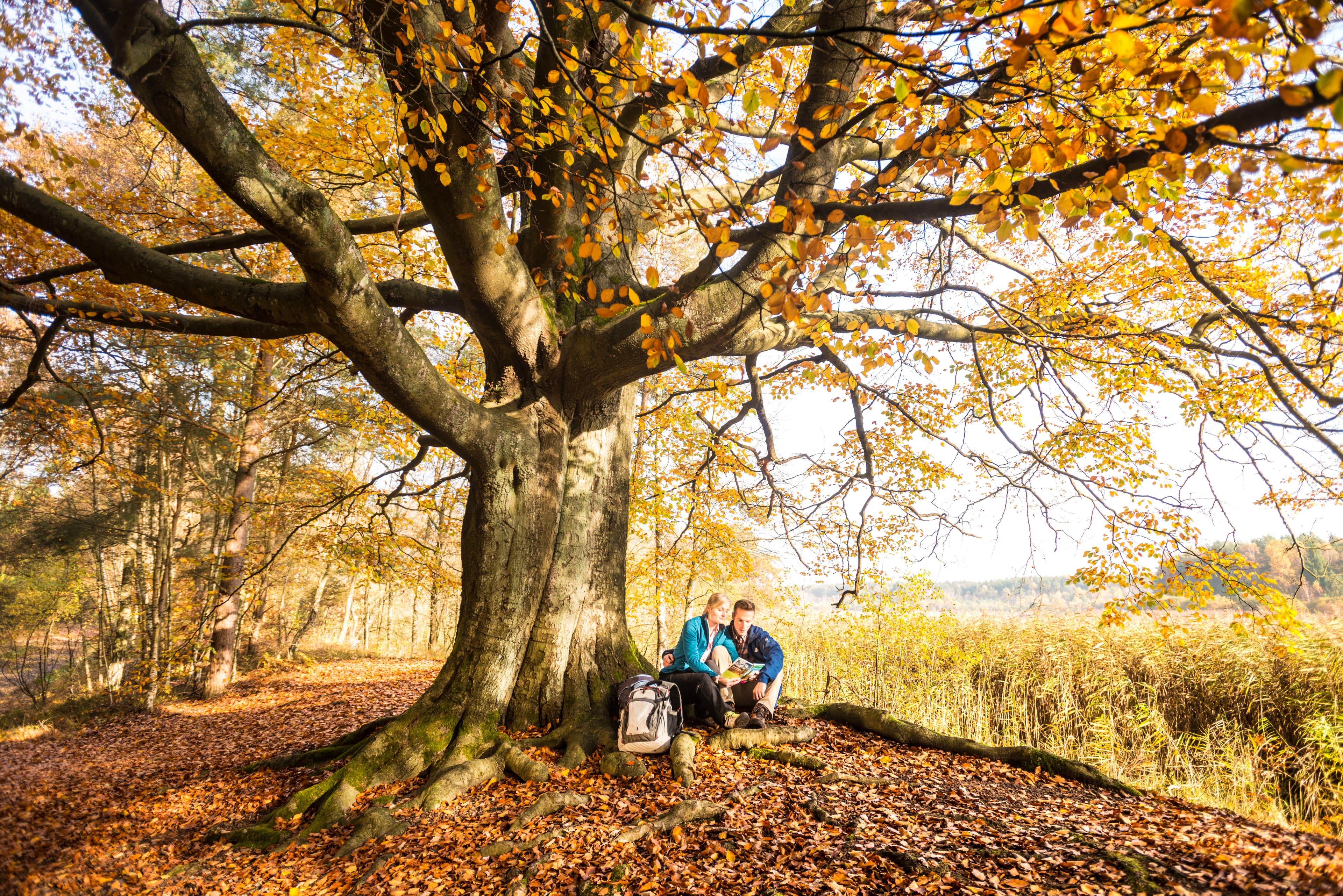 Waldgebiet an den Wildecker Teichen in der Lüneburger Heide