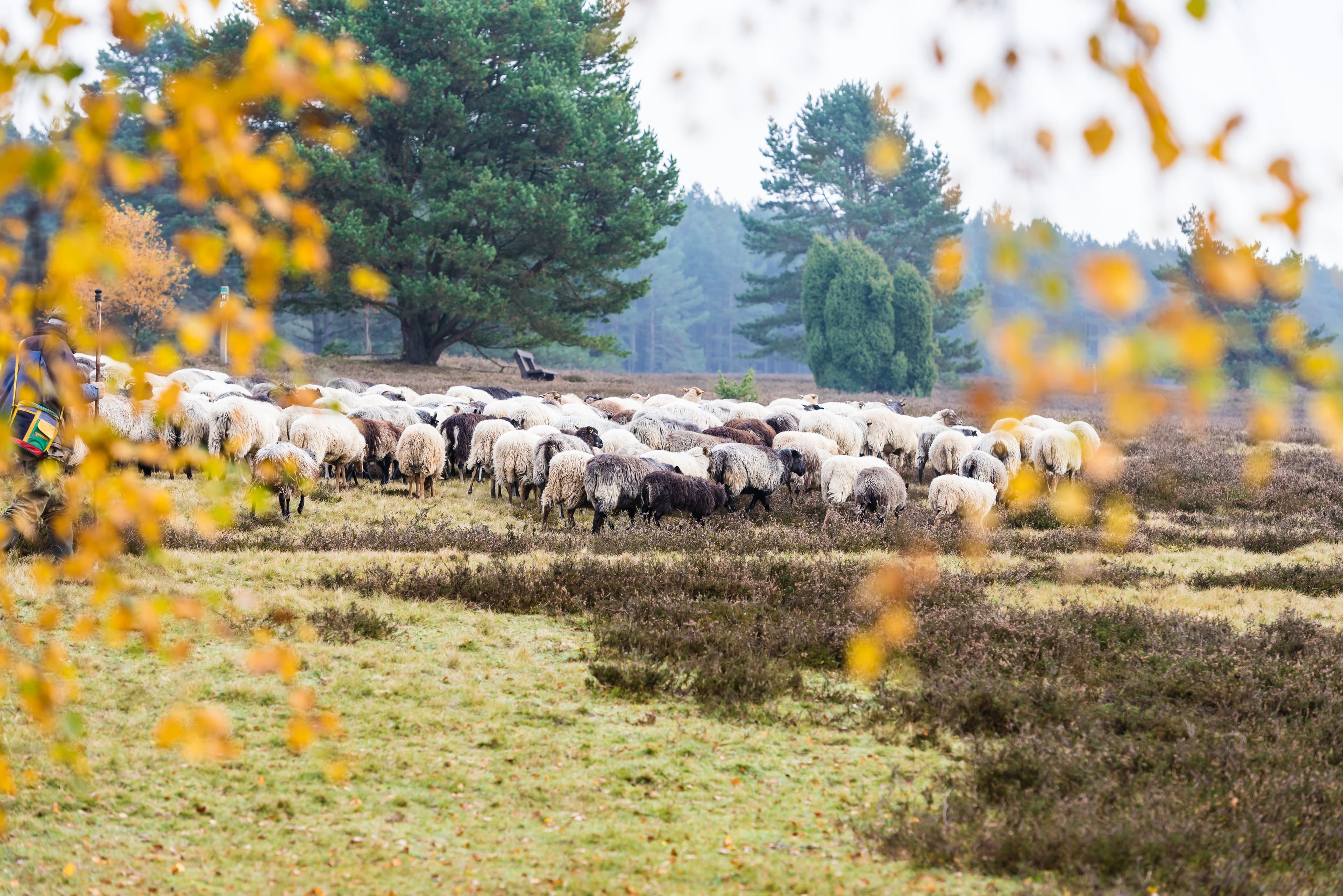 Heidschnucken im Tiefental in Hermannsburg in der Lüneburger Heide