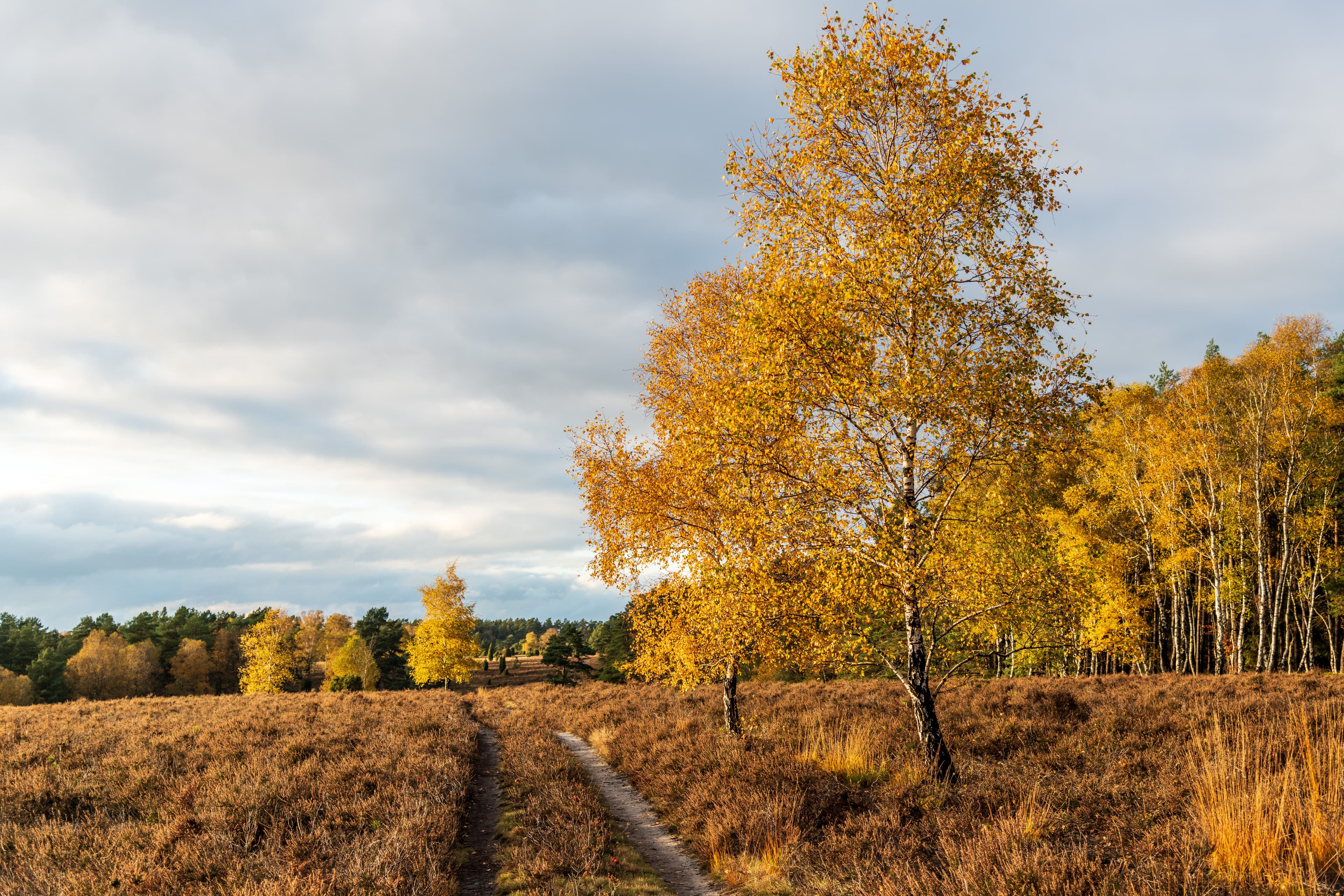 Herbstliche Birken in der Misselhorner Heide in Hermannsburg in der Lüneburger Heide