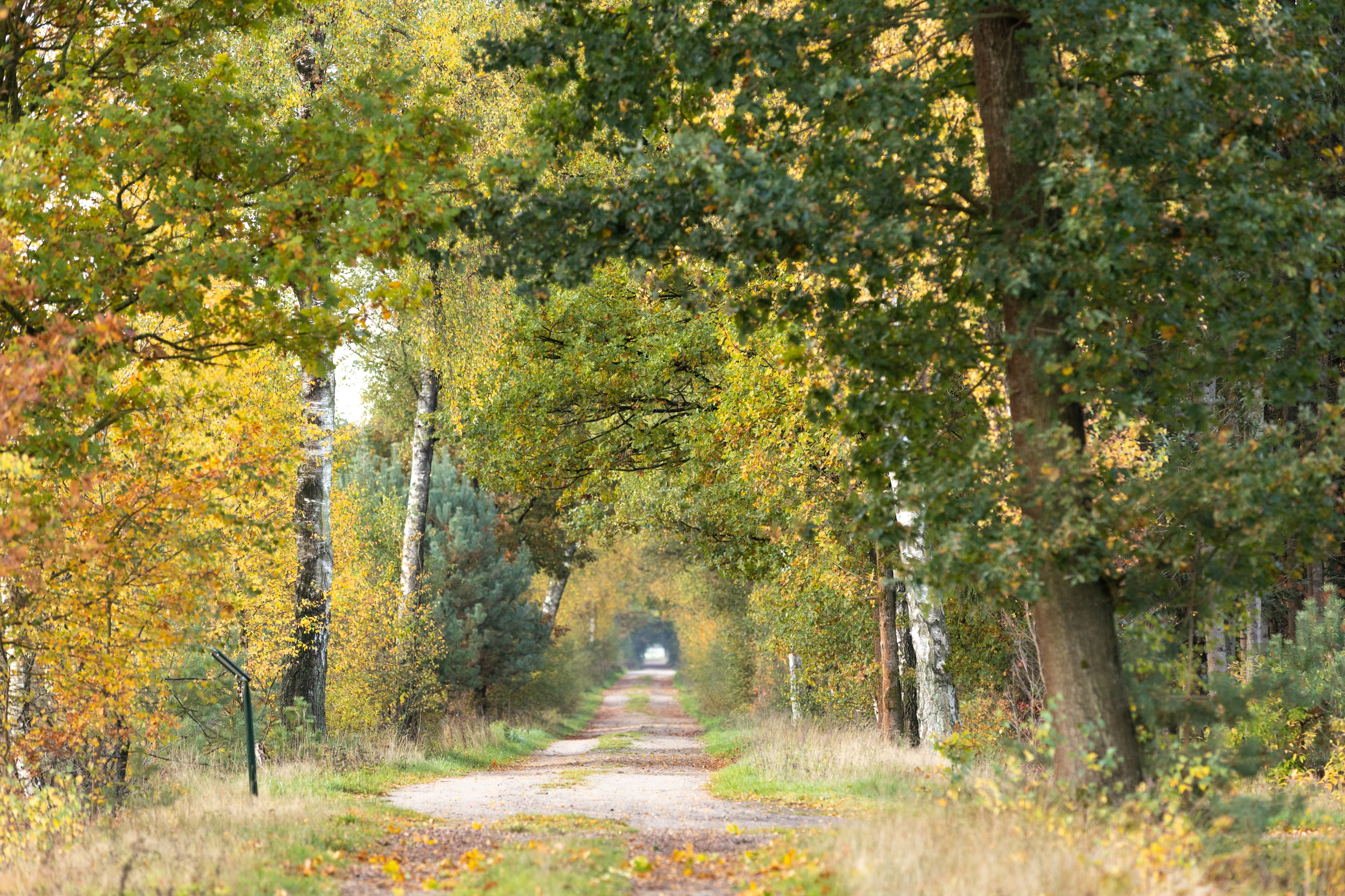 Becklinger Moor im Herbst in der Lüneburger Heide