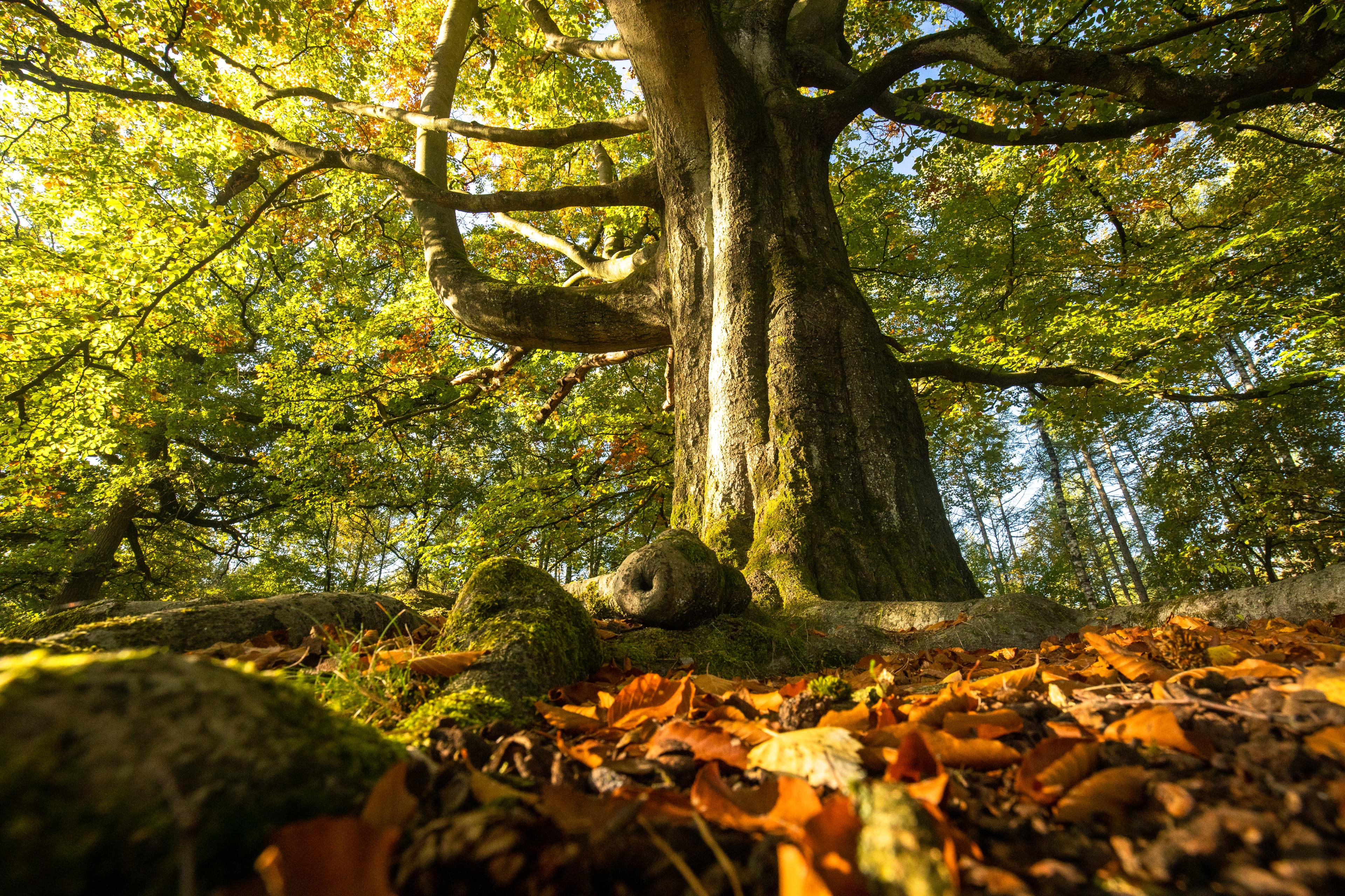 Herbstlicher Wald bei den Wildecker Teichen in der Lüneburger Heide