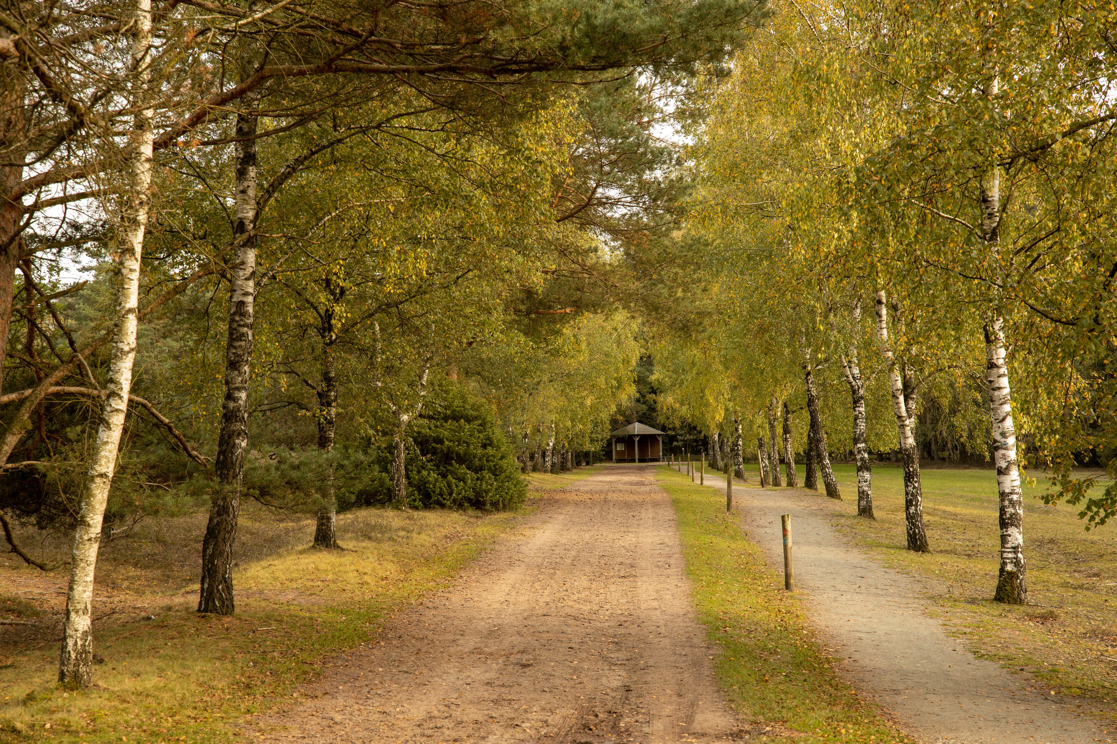 Herbst in der Lüneburger Heide