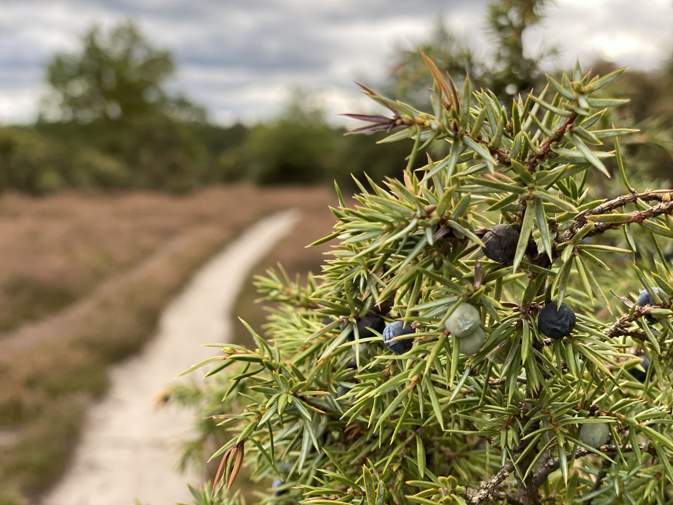 Wacholderwald Schmarbeck im Herbst in der Lüneburger Heide