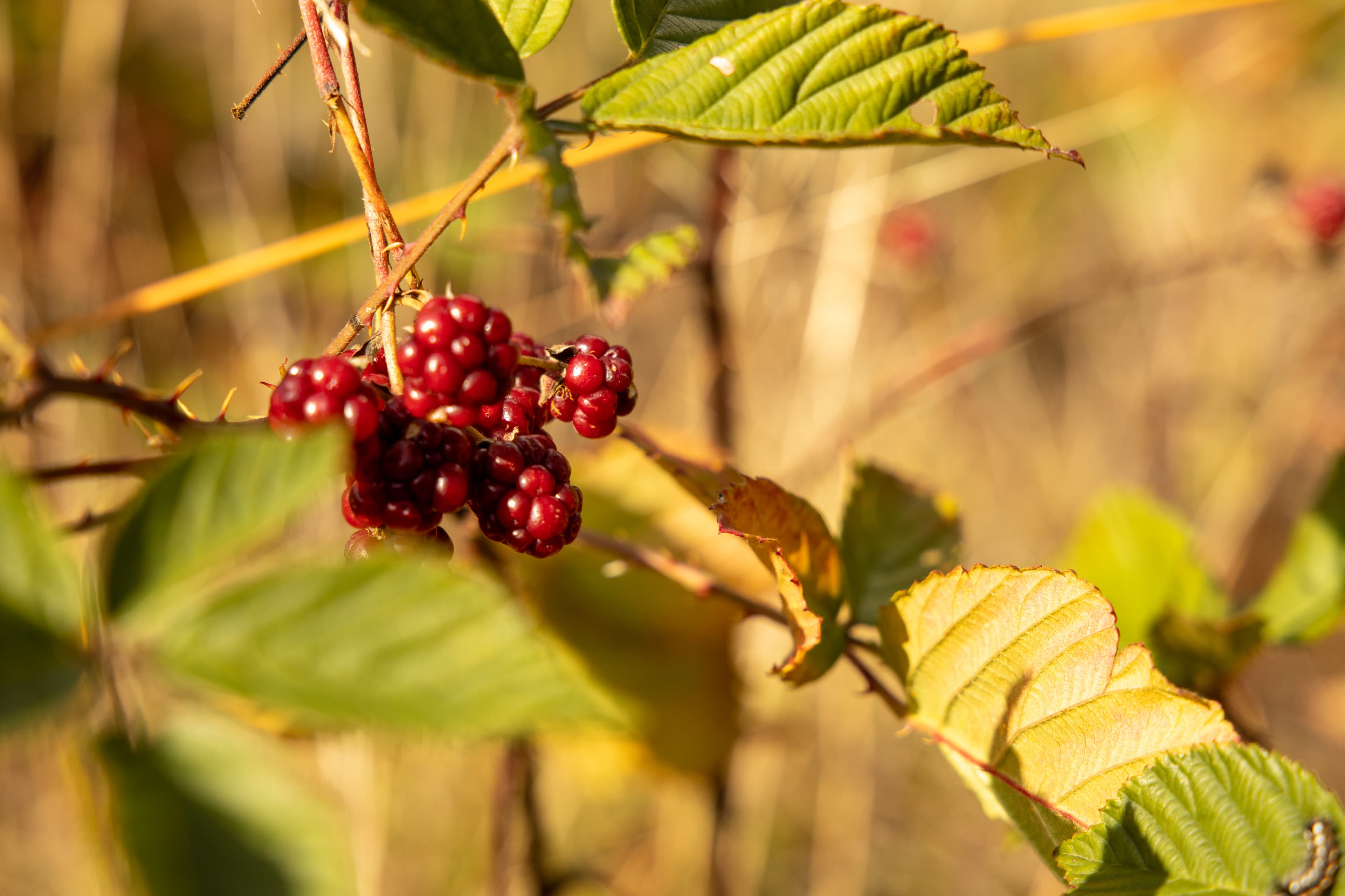 Beeren in der Oberoher Heide Lüneburger Heide im Herbst