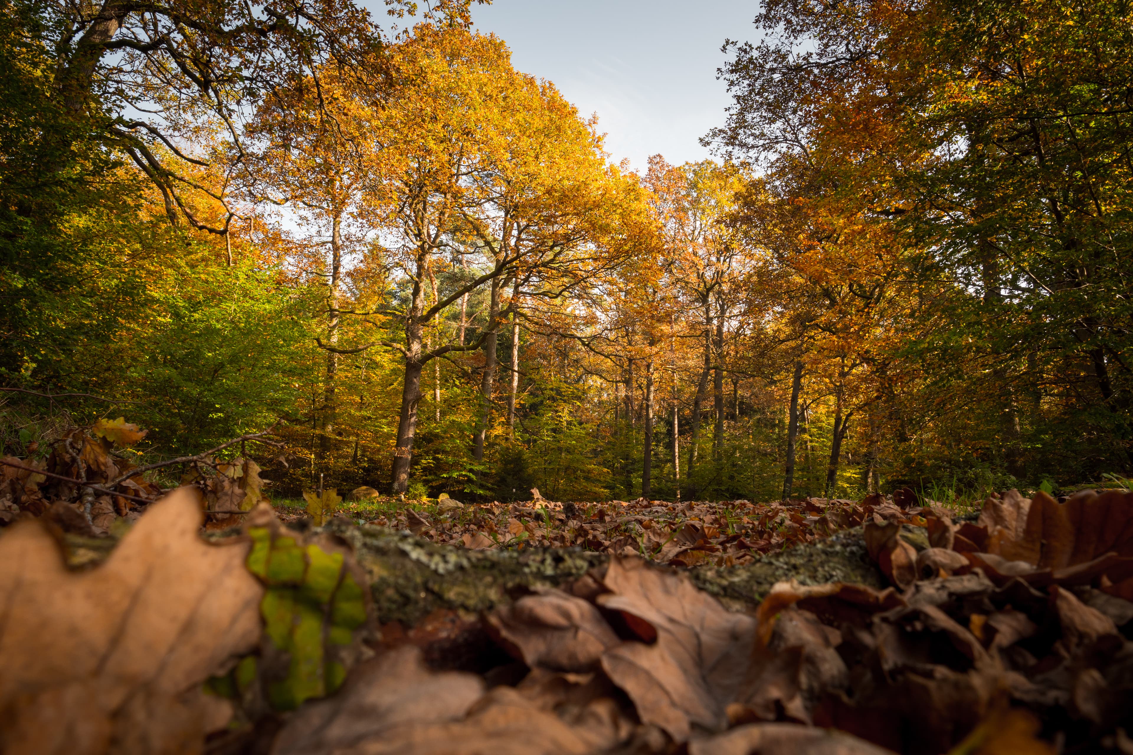 Herbstlaub im Lüsswald in Unterlüß Lüneburger Heide