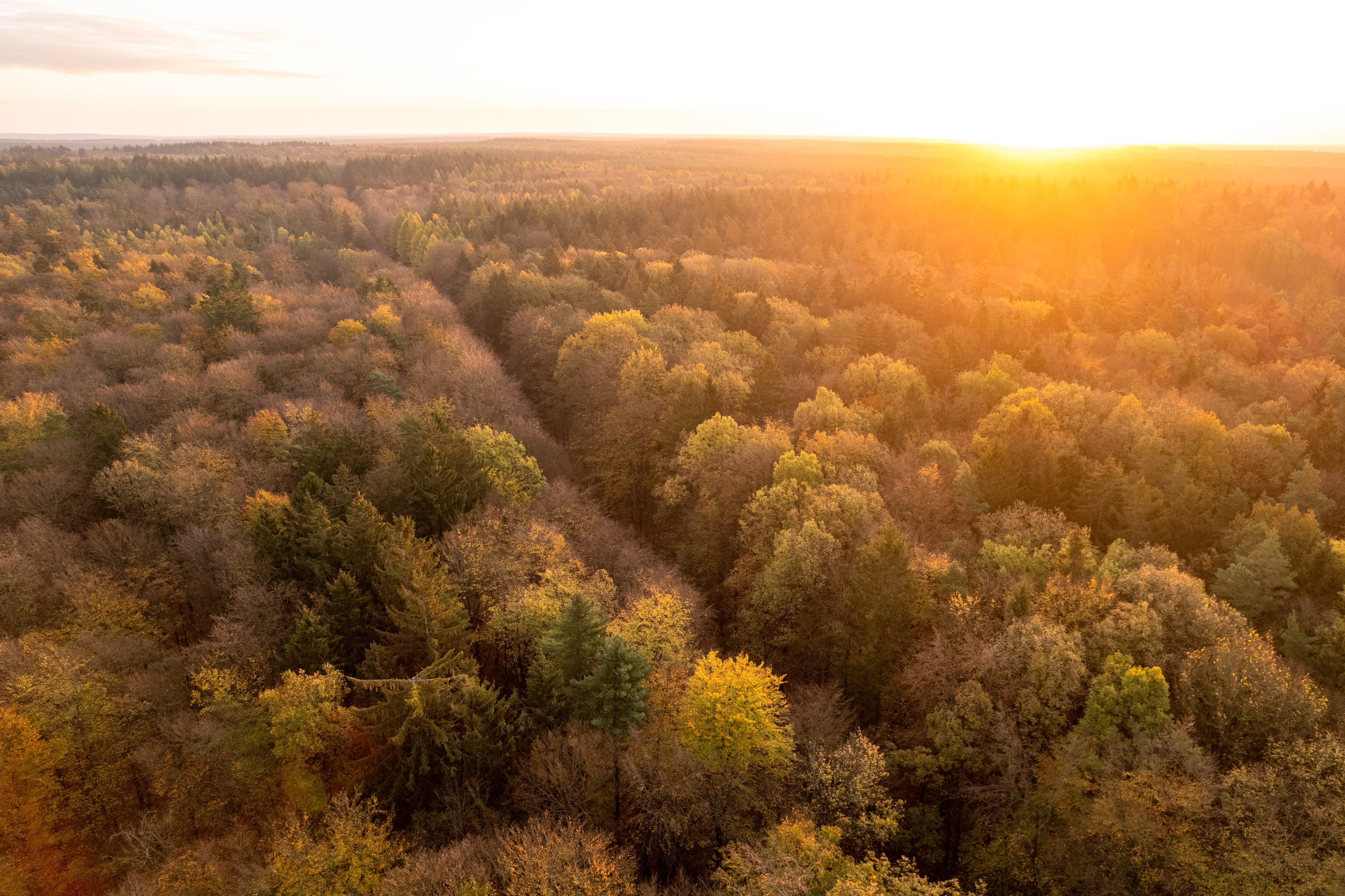 Drohnenaufnahmen von dem herbstlichen Lüßwald