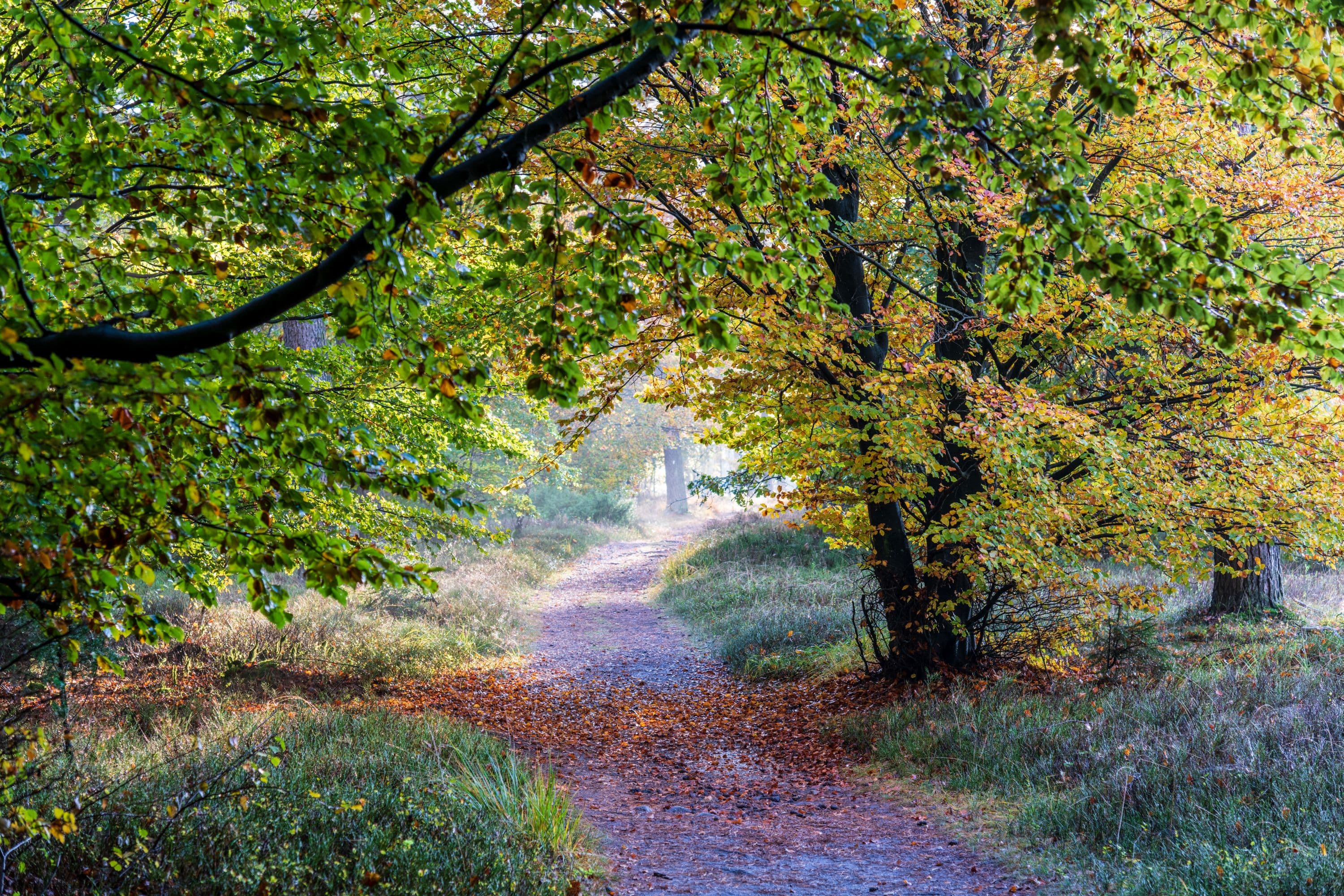 ein wanderweg führt durch einen wald mit buntem herbstlaub