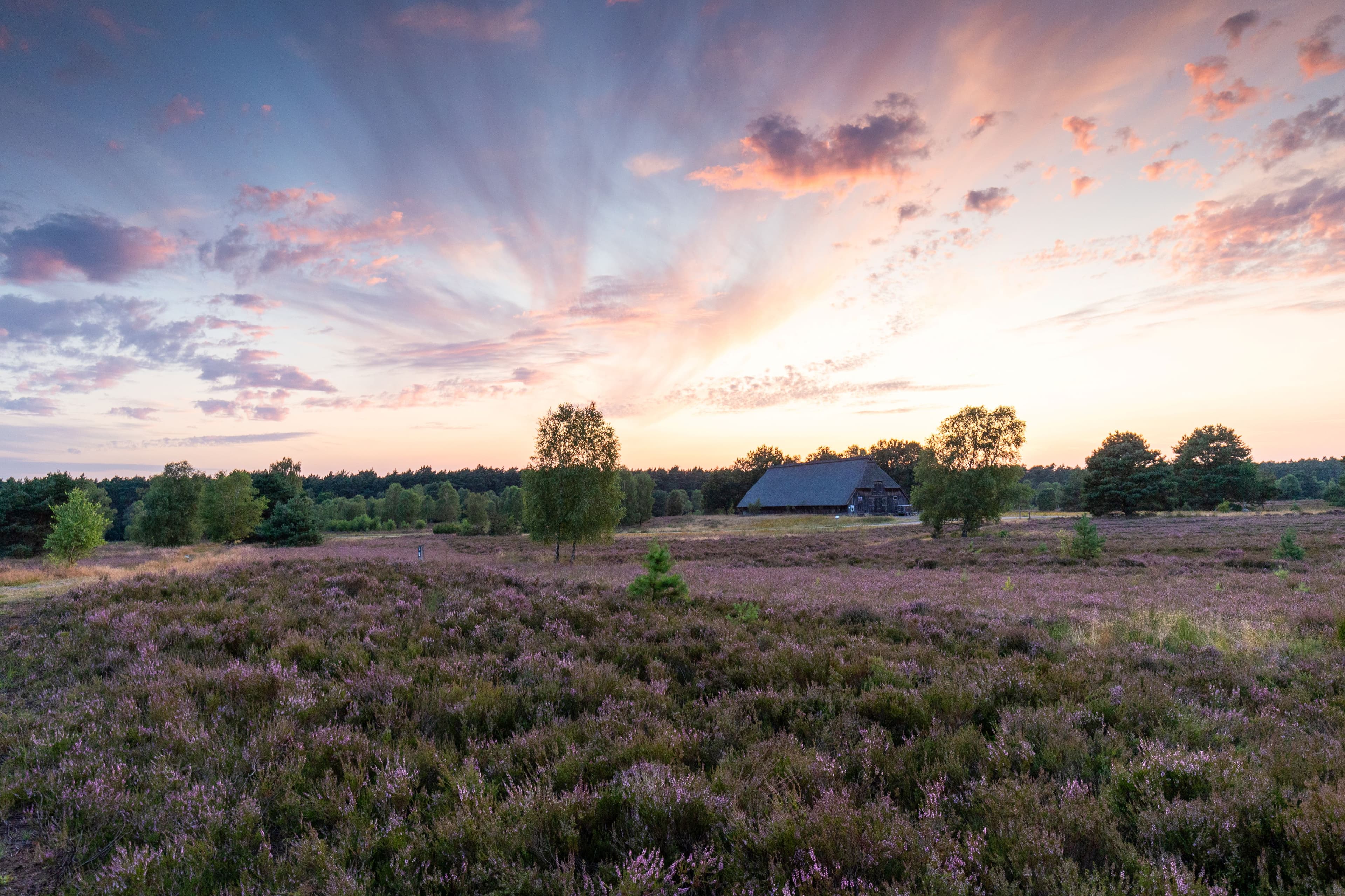 in der abenddämmerung sieht man eine fläche mit sonnenuntergang und blühenden heidepflanzen