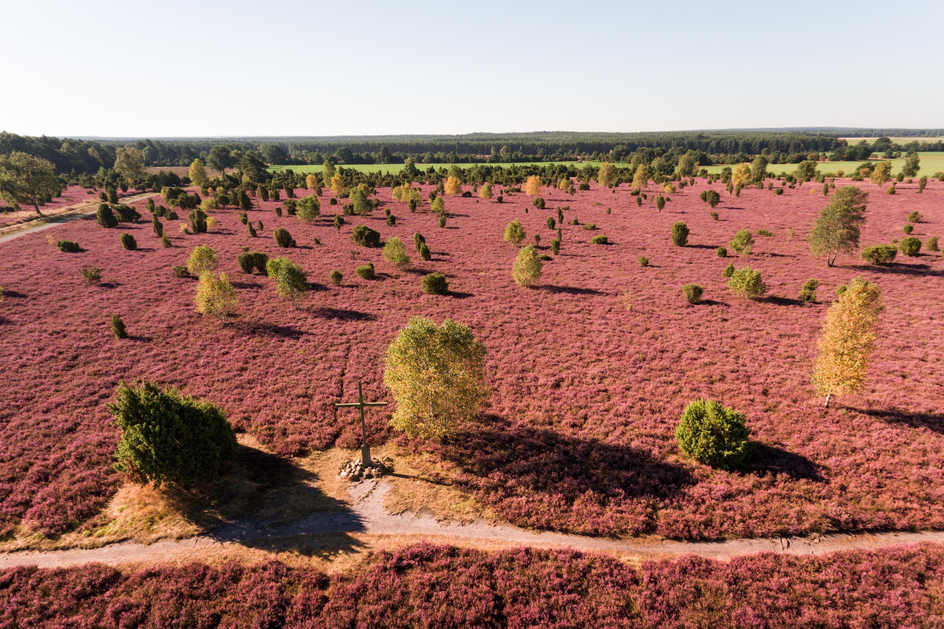 ein gipfelkreuz ist umgeben von lila blühenden heidepflanzen