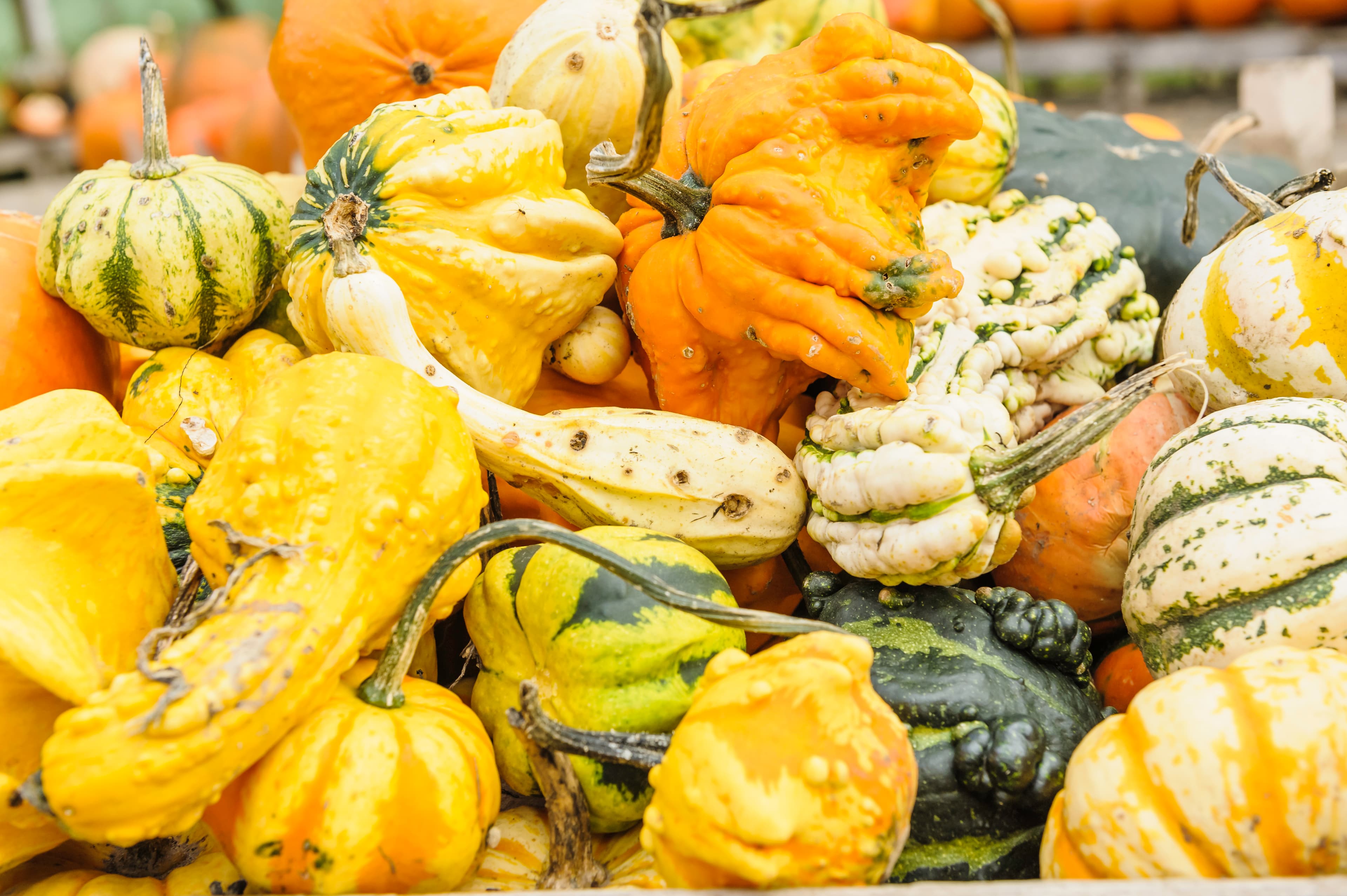 verschiedene Kürbisse an einem Marktstand