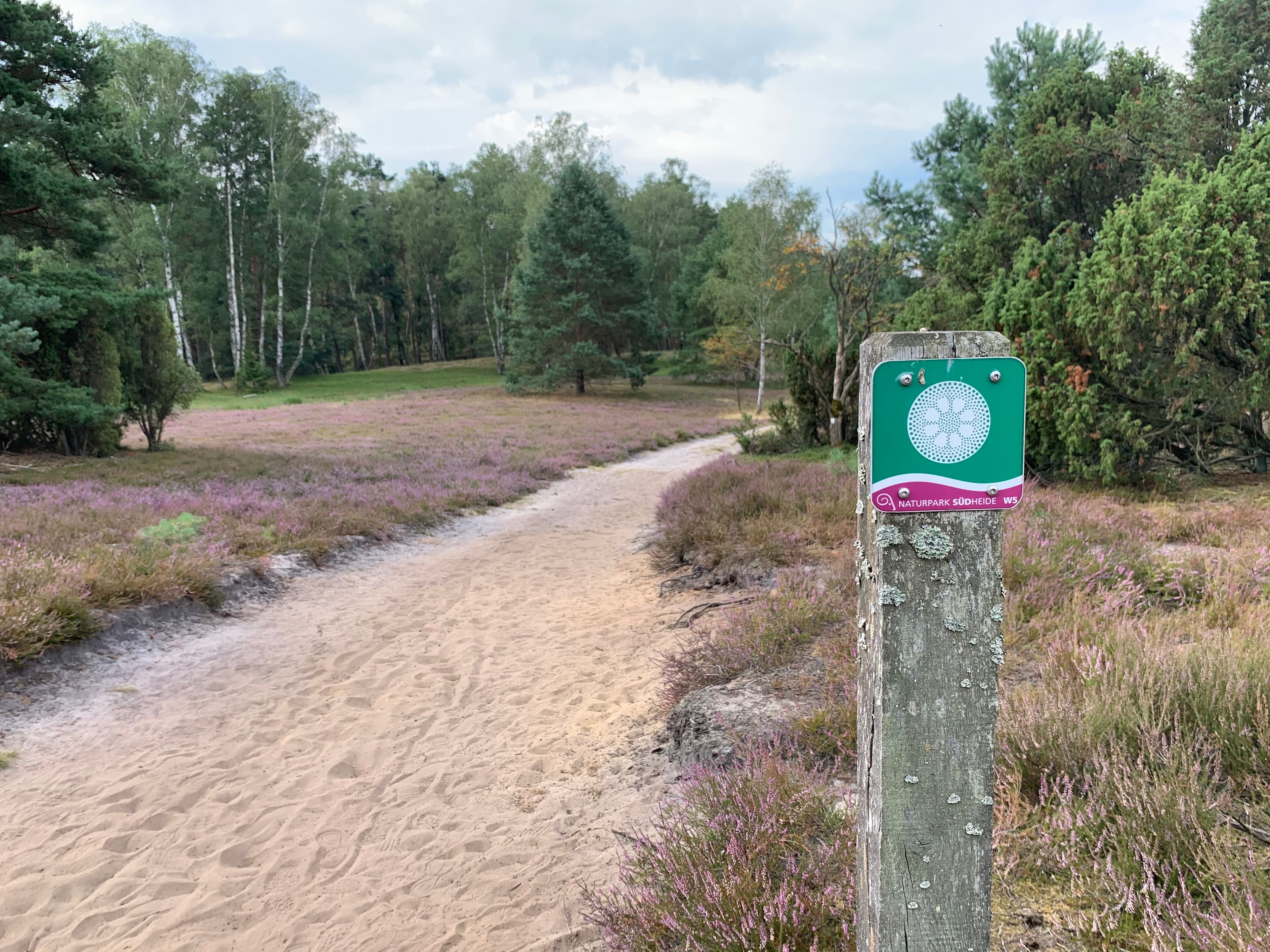 Wegweiser am Naturerlebnispfad Südheide in der HeideblüteSignpost on the Südheide nature trail in the heather blossomSkilt på naturstien Südheide i lyngens blomstringWegwijzer op het natuurpad Südheide in heidebloesem