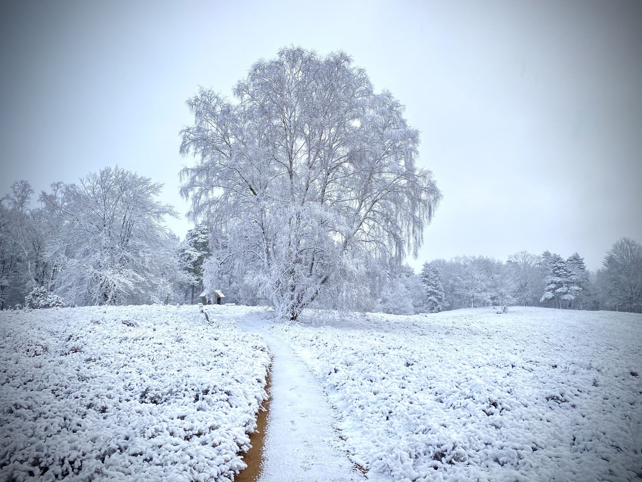 Birkenbank Egestorf im Schnee Lüneburger Heide