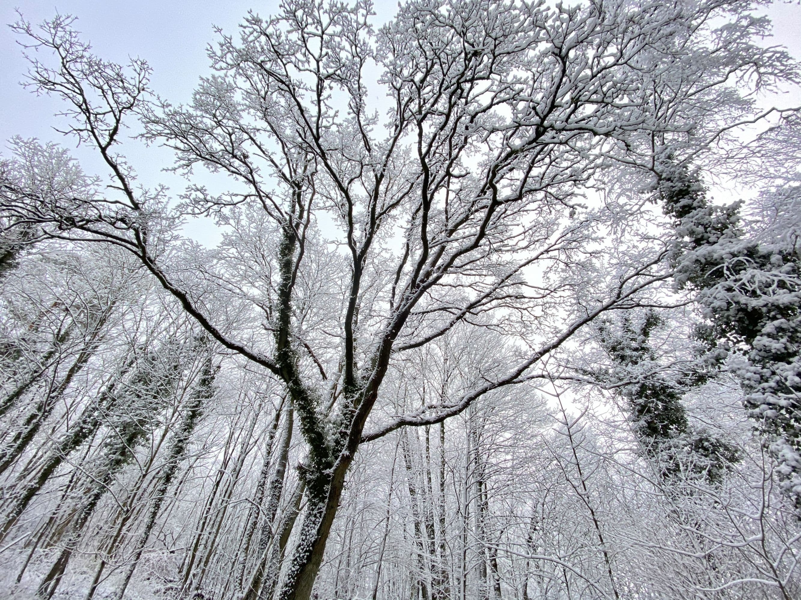 Winterliche Kulisse in der Birkenbank Egestorf in der Lüneburger Heide