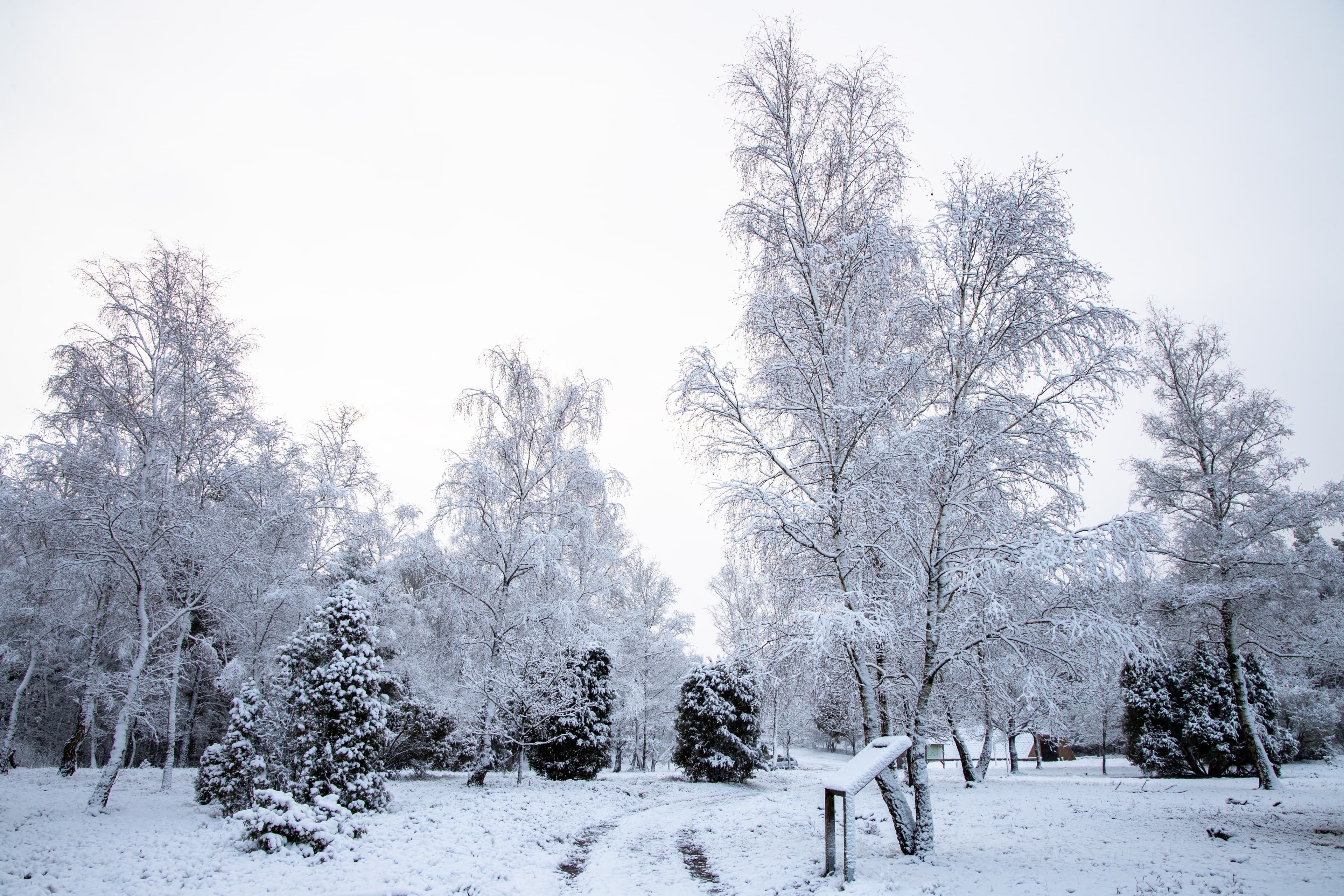 Ellerndorfer Wacholderheide im Schnee bei Eimke in der Lüneburger Heide