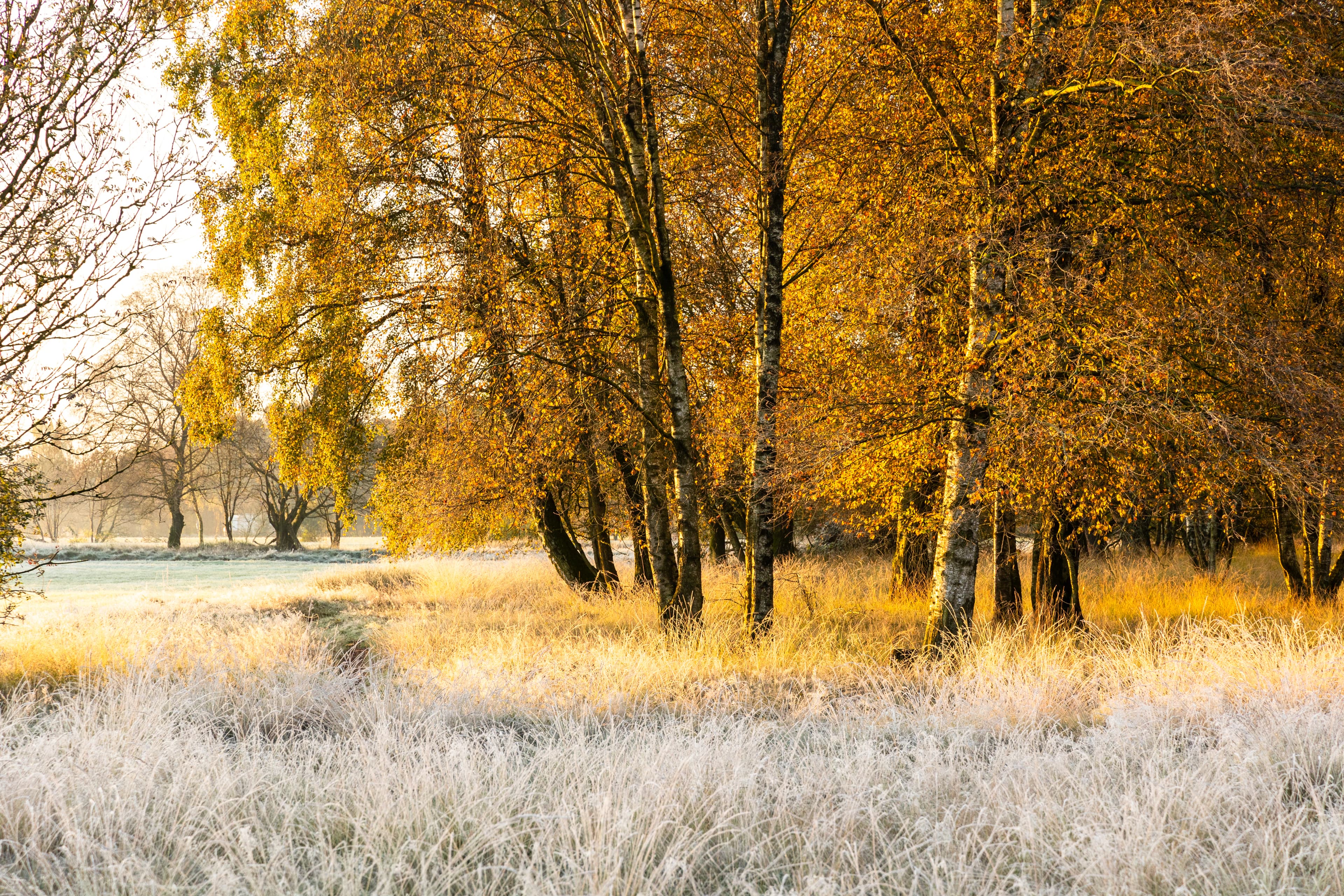 Morgenfrost im Pietzmoor Schneverdingen in der Lüneburger Heide