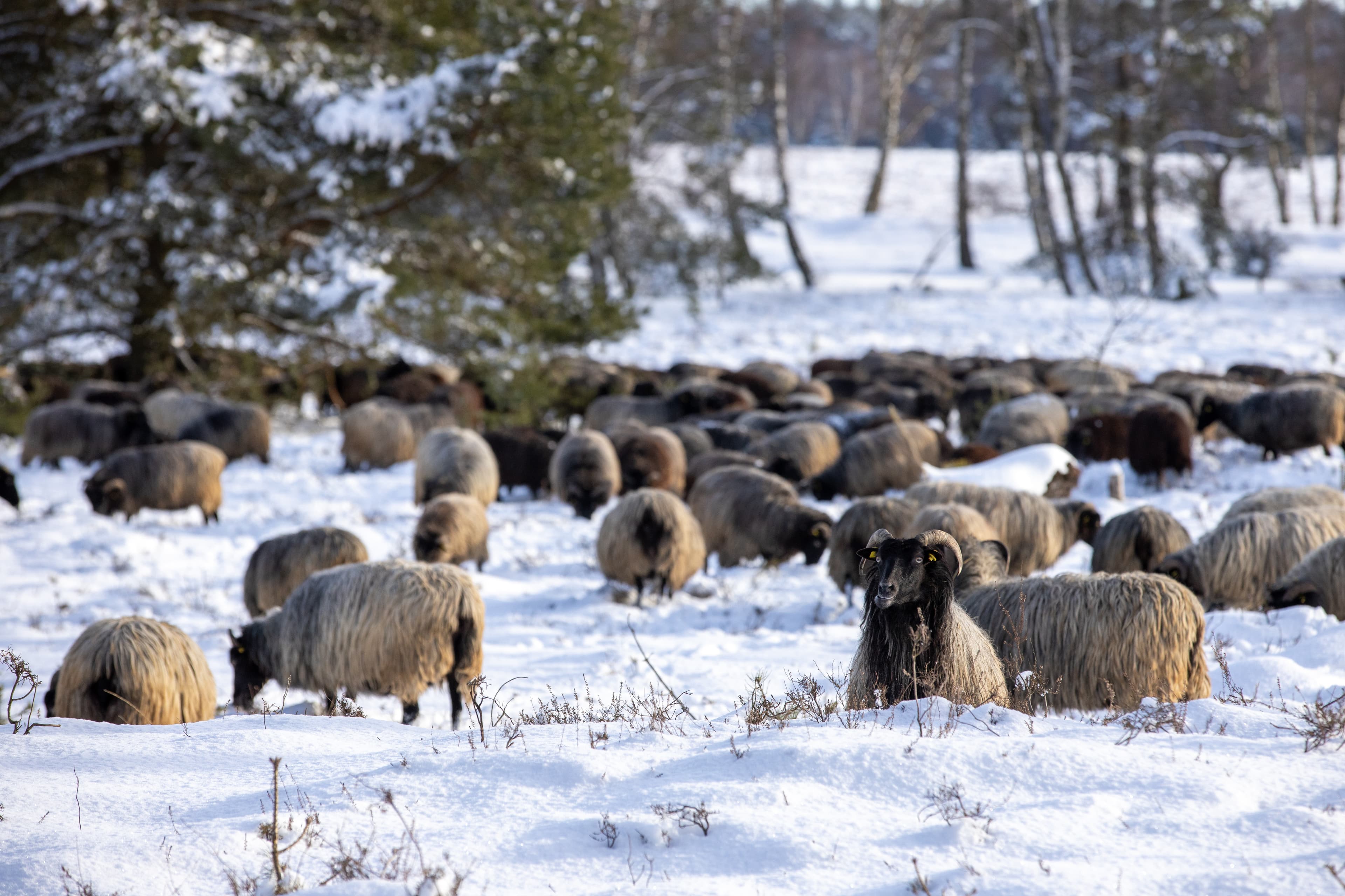 Heidschnucken in der Oberoher Heide im Schnee