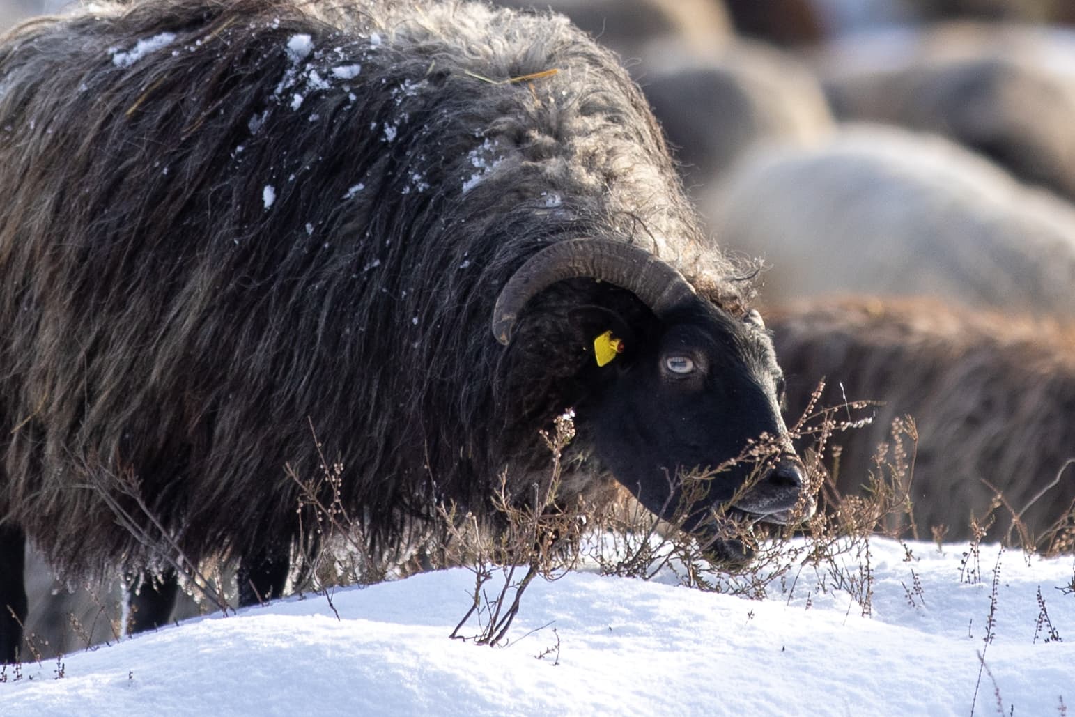 Heidschnucke im Schnee in der Oberoher Heide