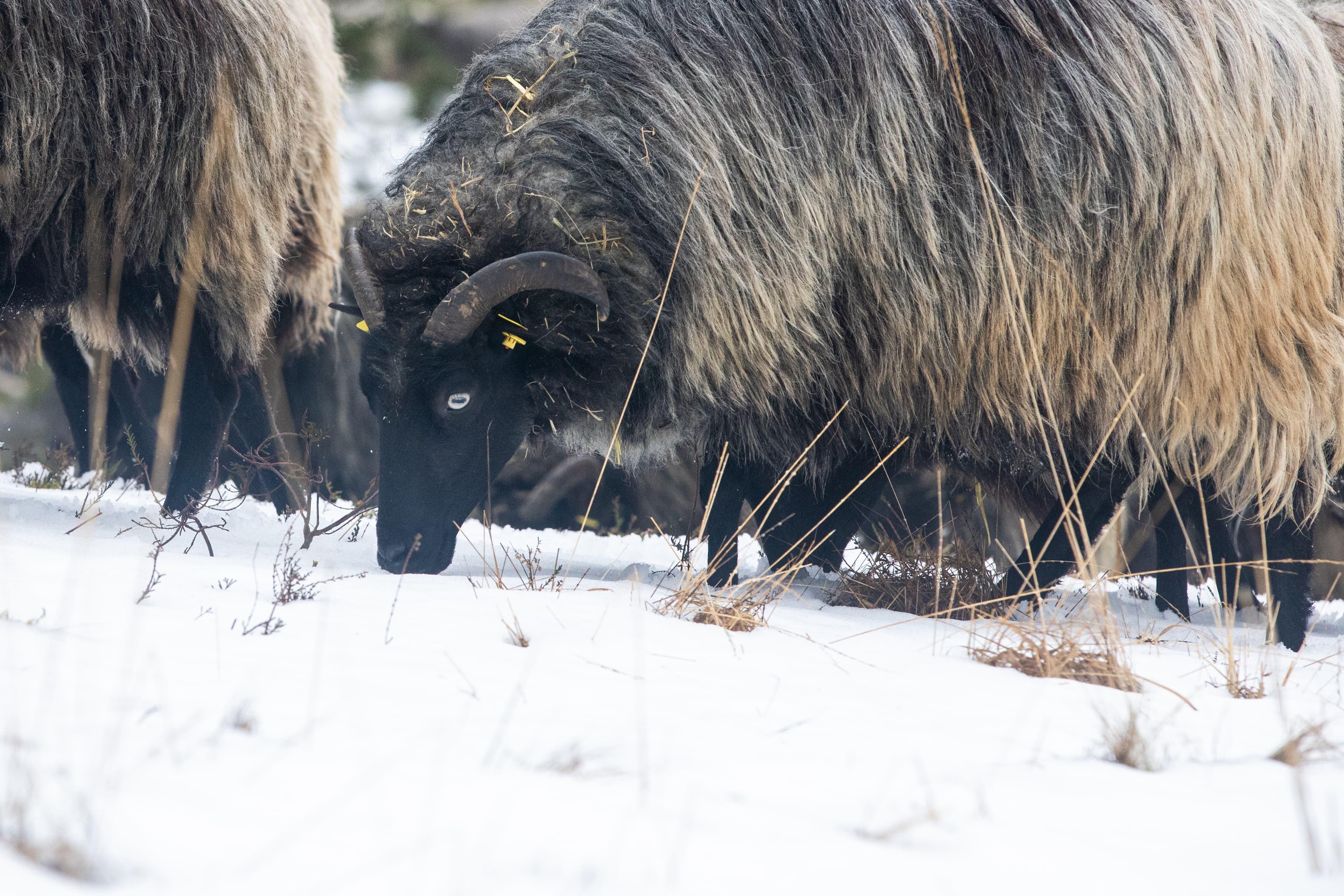 Heidschnucken im Schnee in der Oberoher Heide