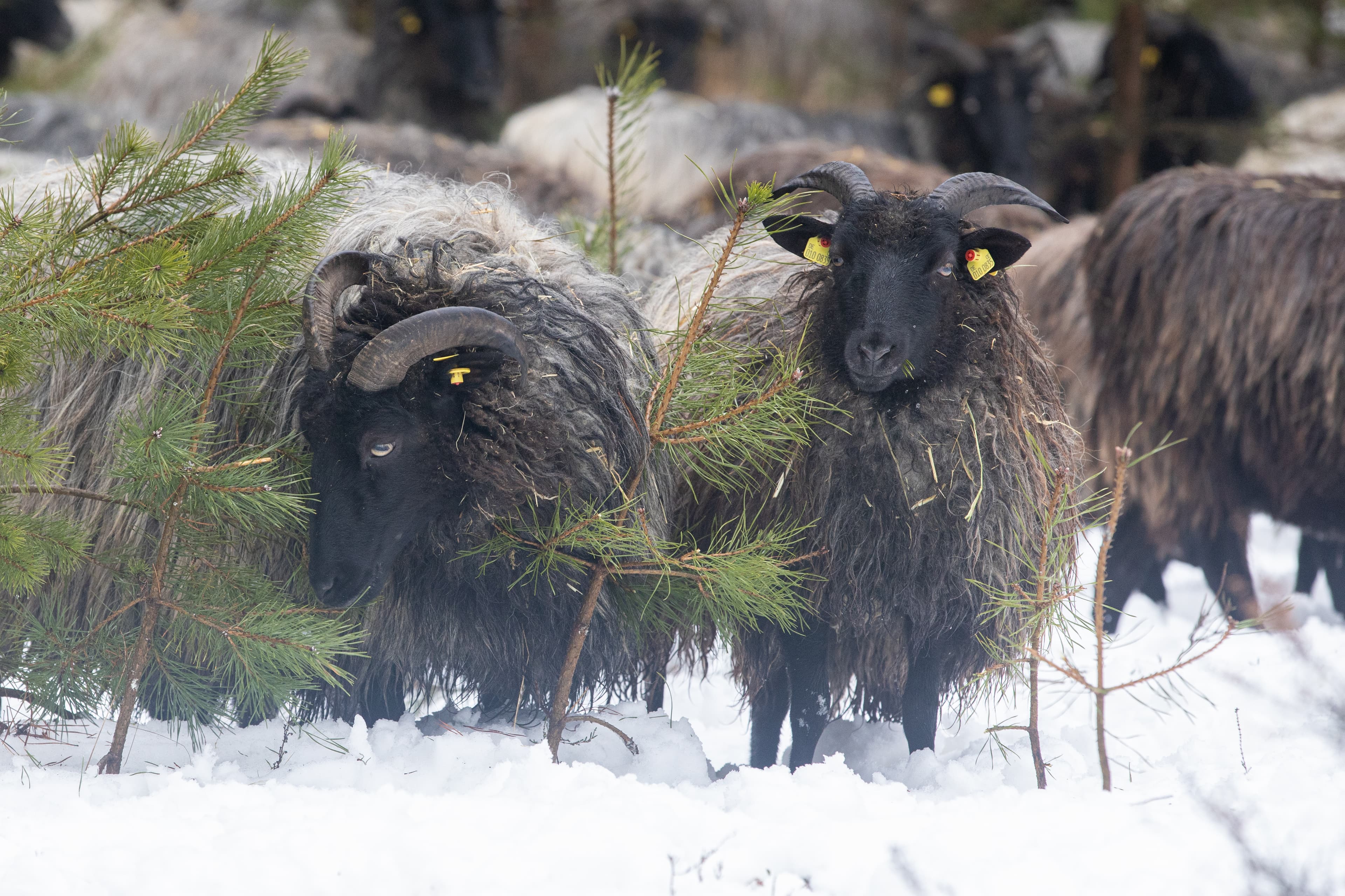 Landschaftspfleger der Lüneburger Heide im Schnee in der Oberoher Heide